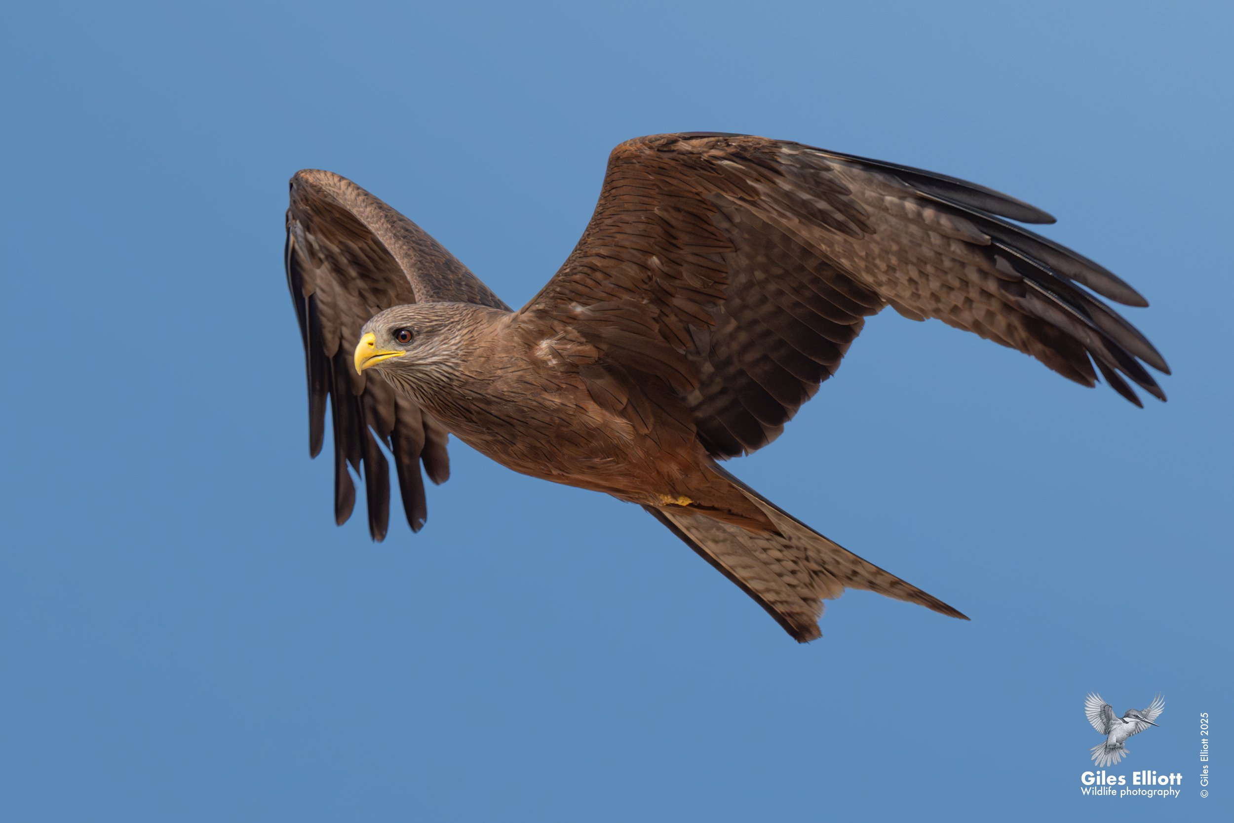 Yellow billed kite