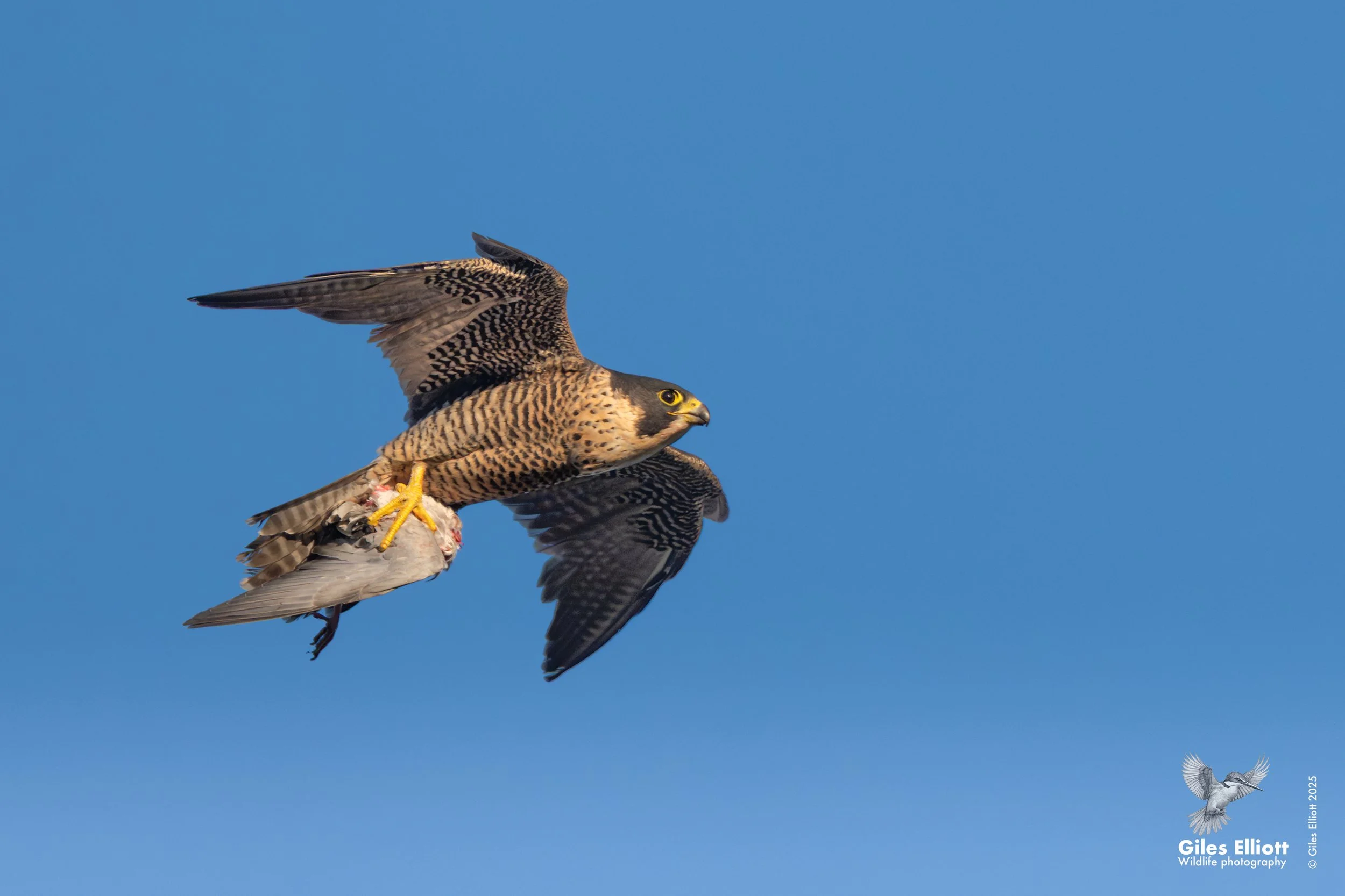 Peregrine Falcon. Thames Valley, UK. September 2025