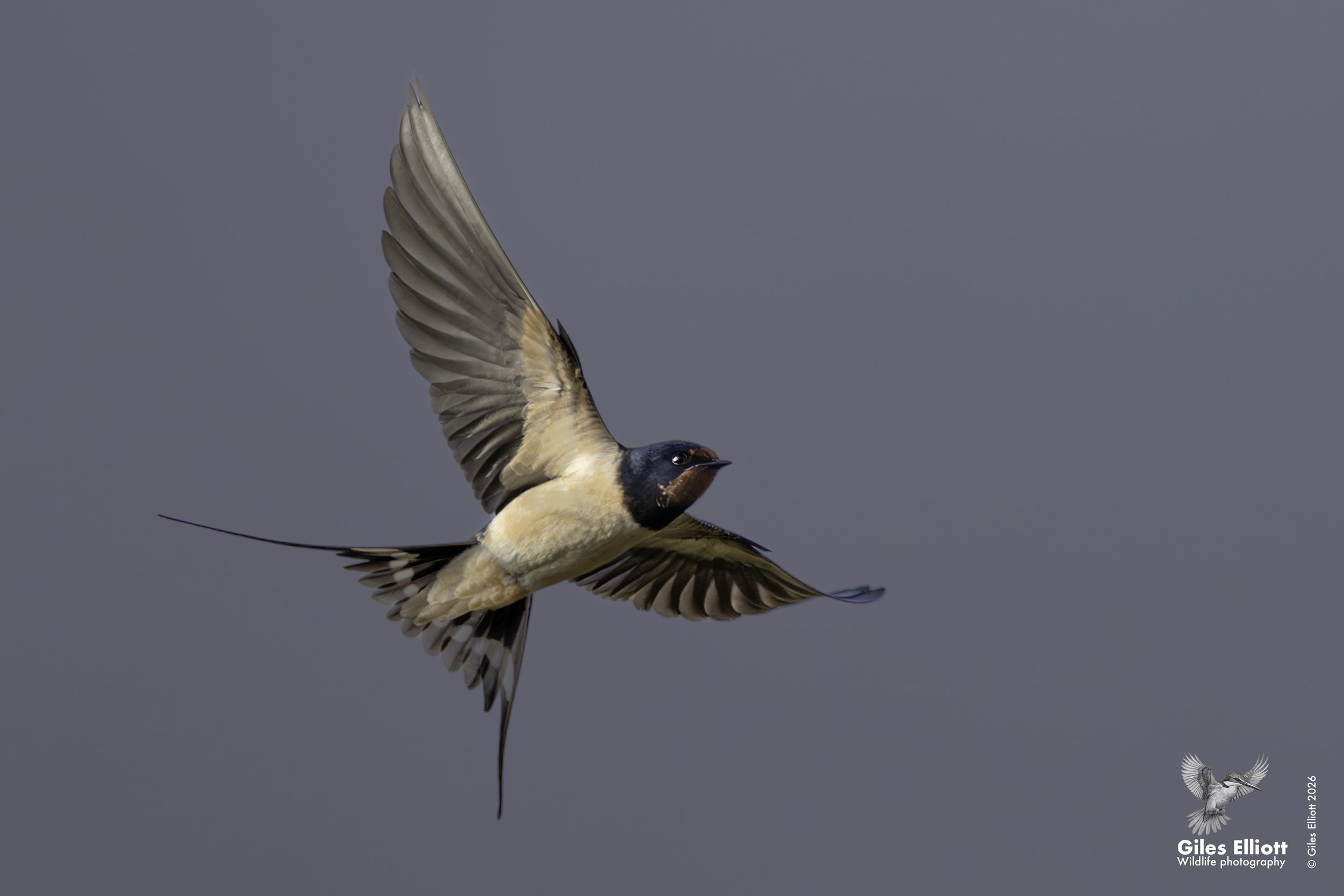 Barn swallow