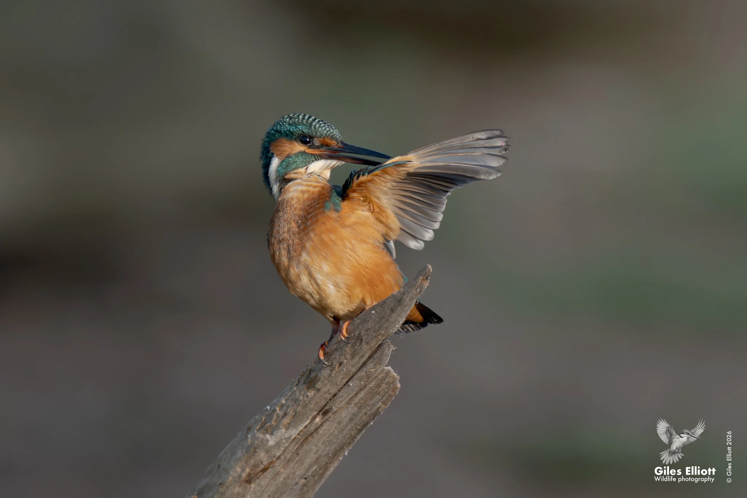 European kingfisher
