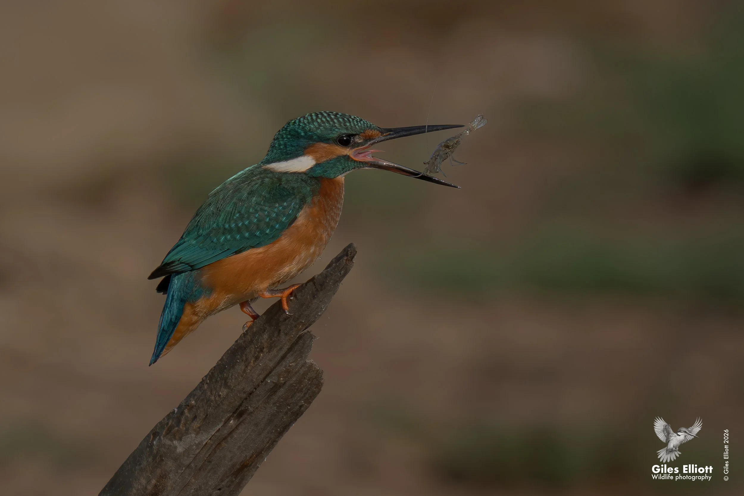 European kingfisher