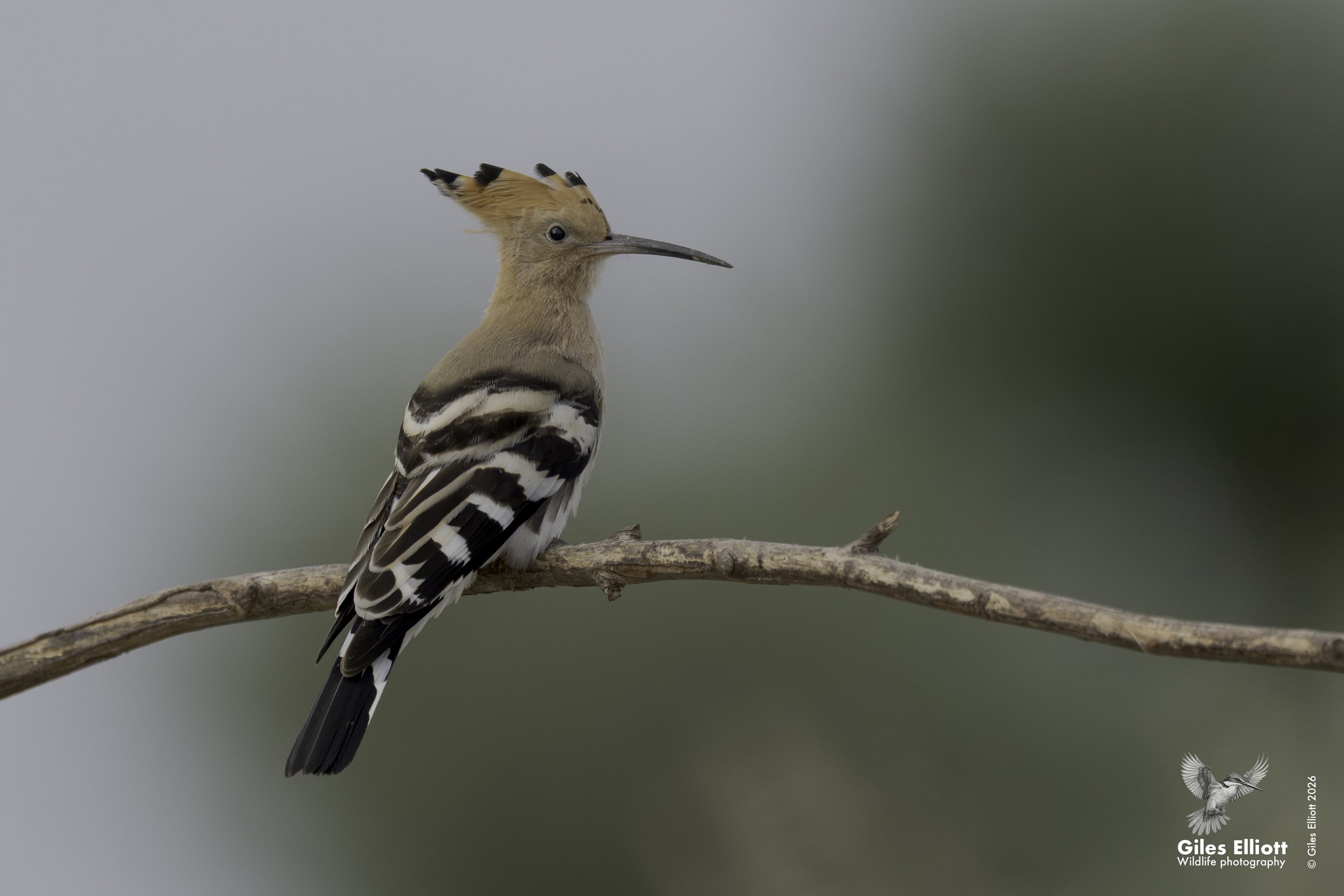 Hoopoe