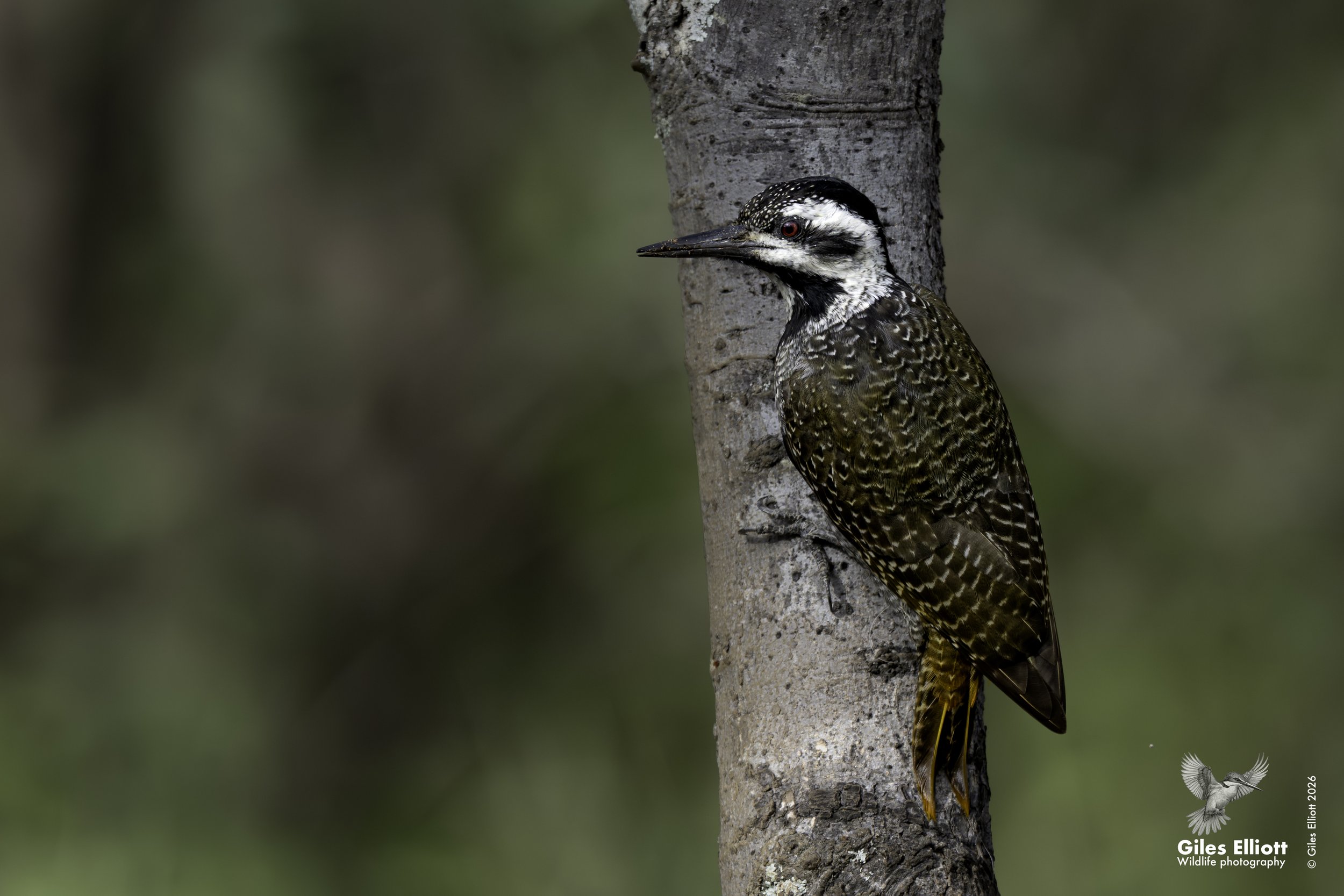 Bearded woodpecker