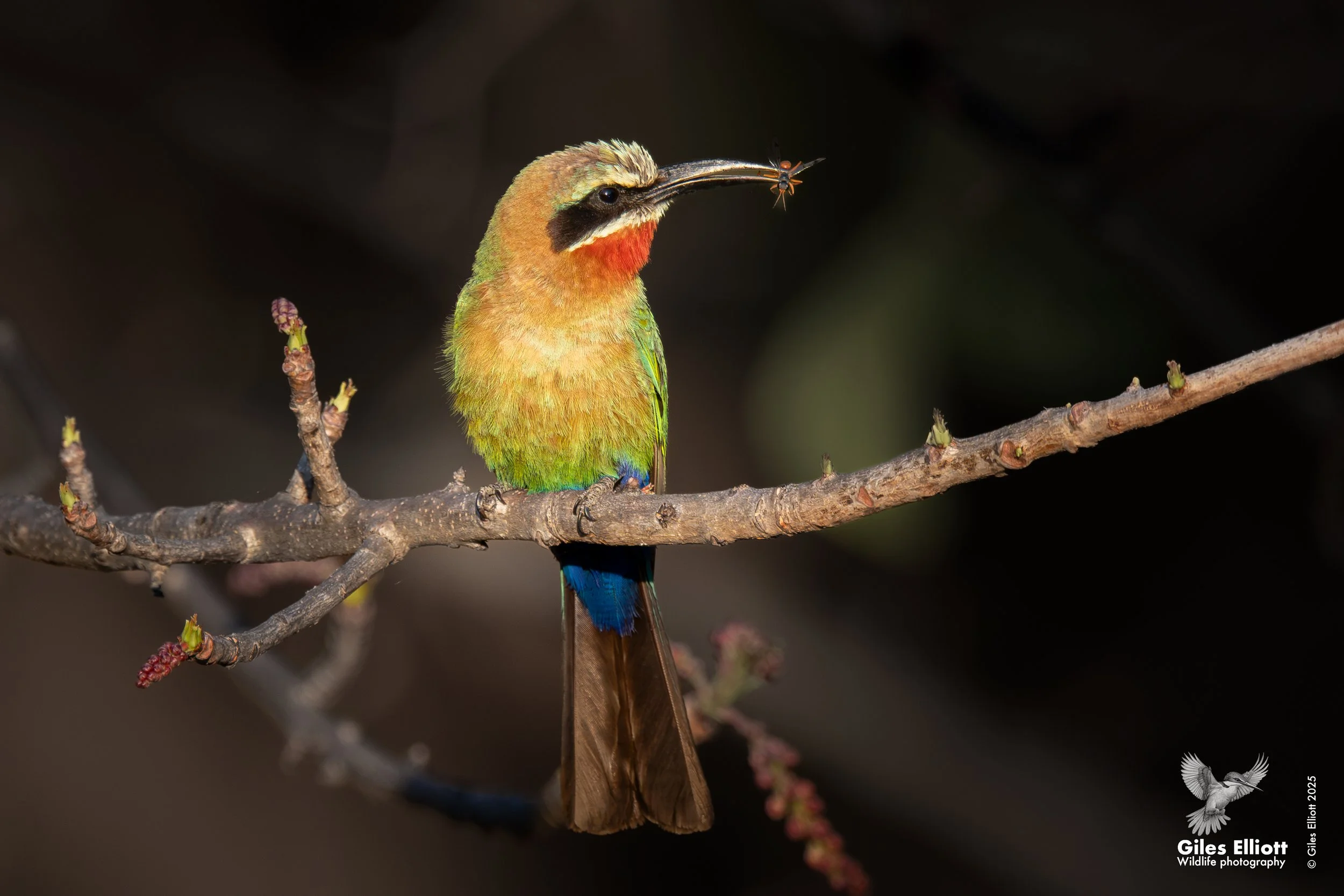 White-fronted bee-eater