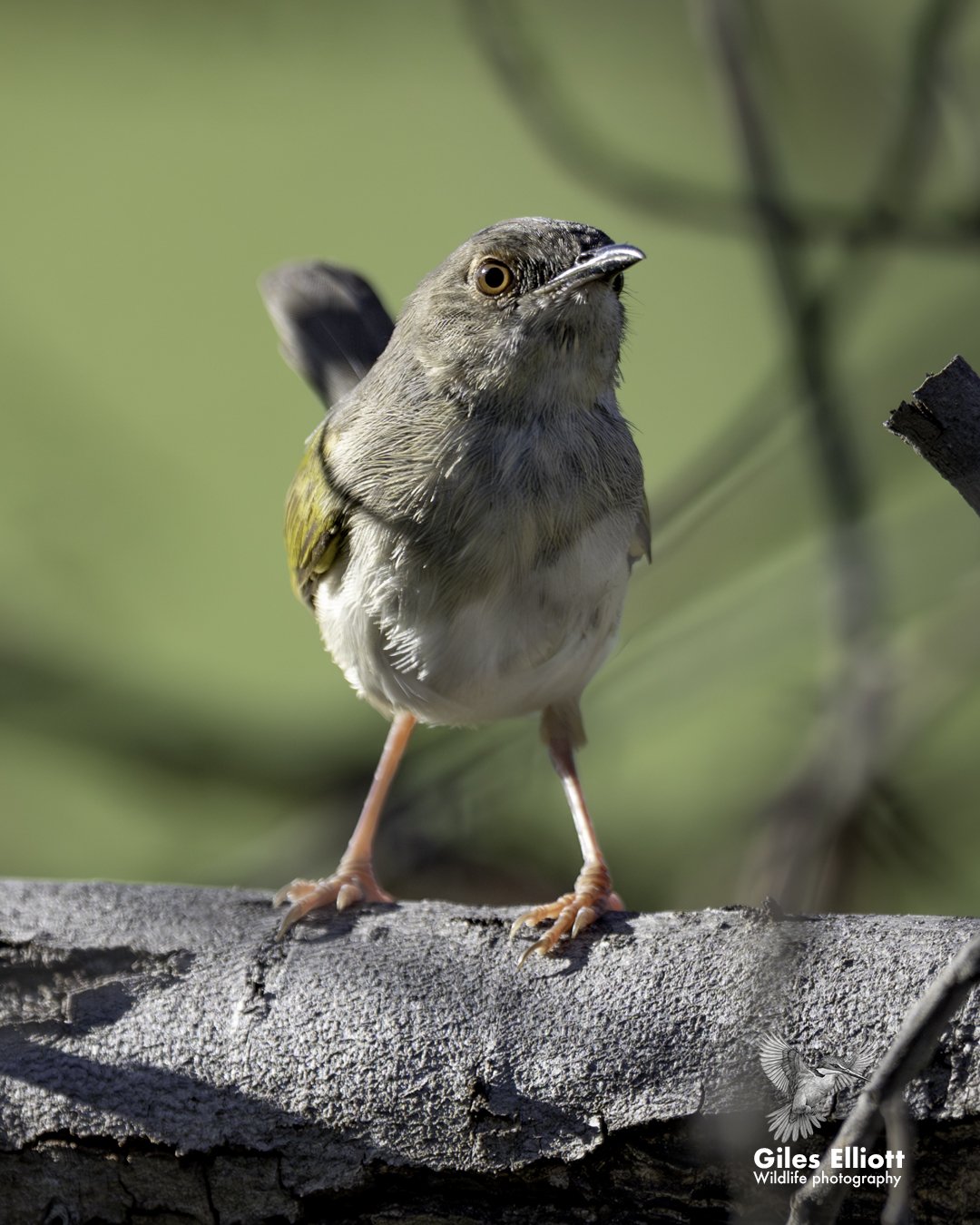 Green-backed camaroptera