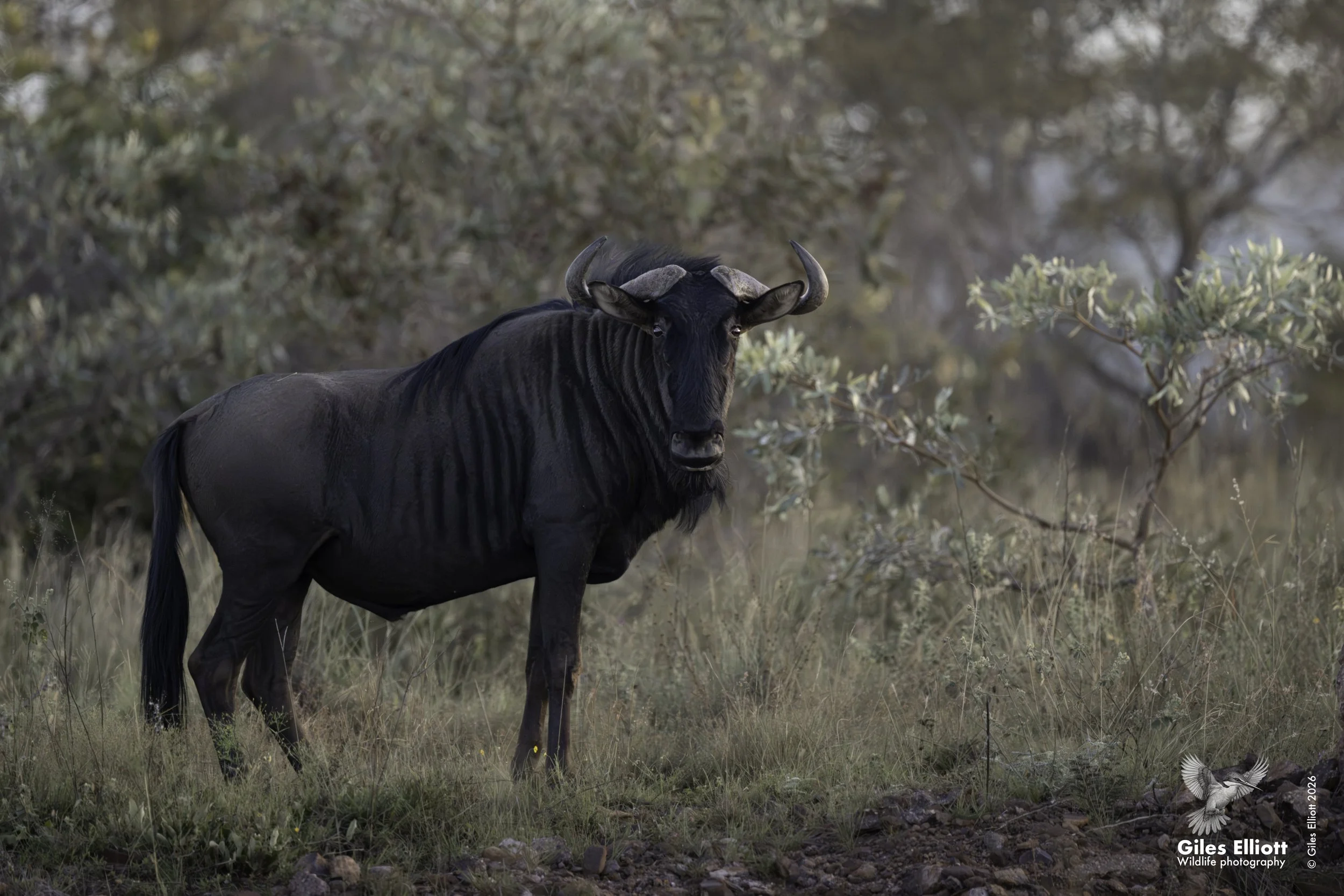 Blue wildebeest