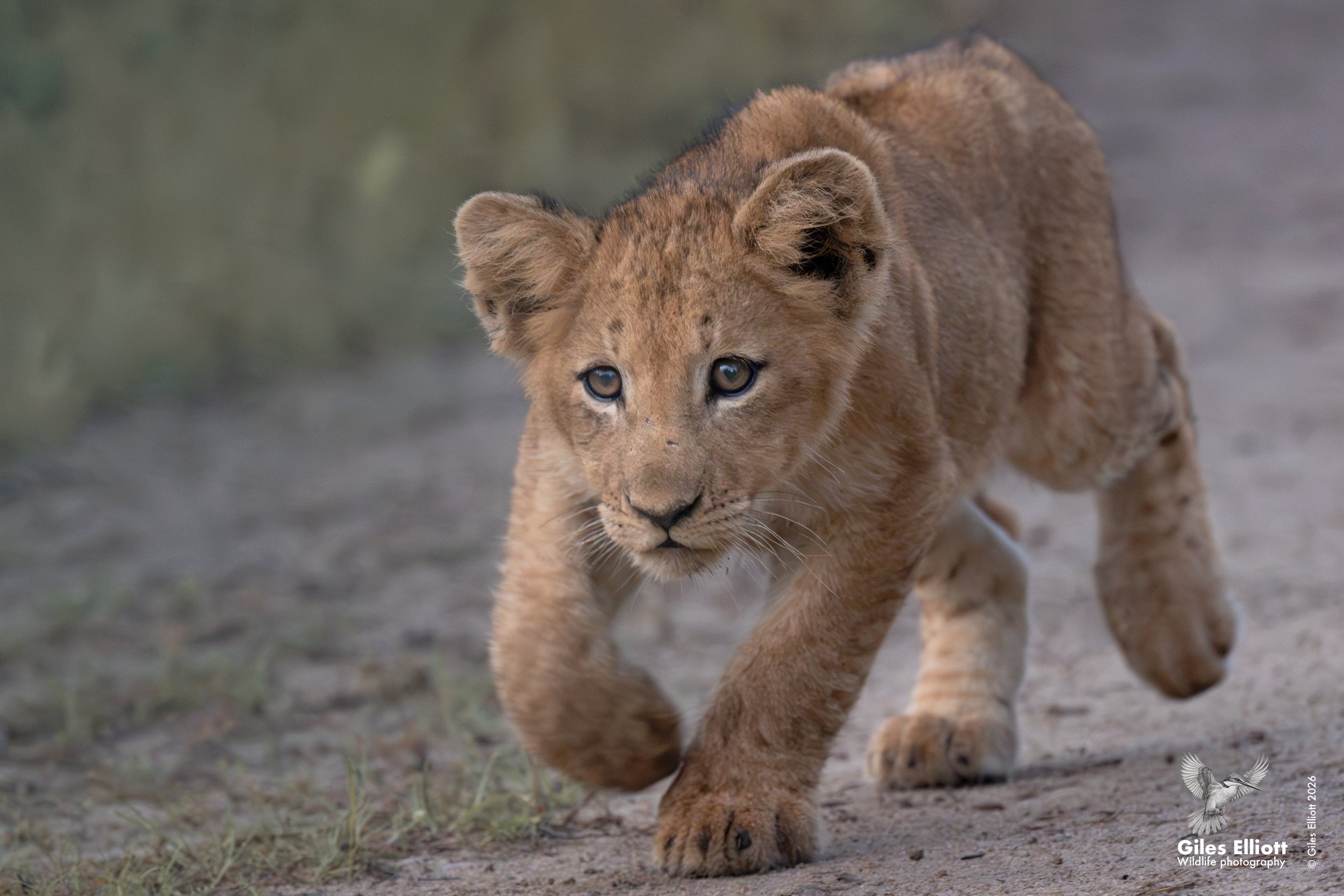 lion cub 10.jpg