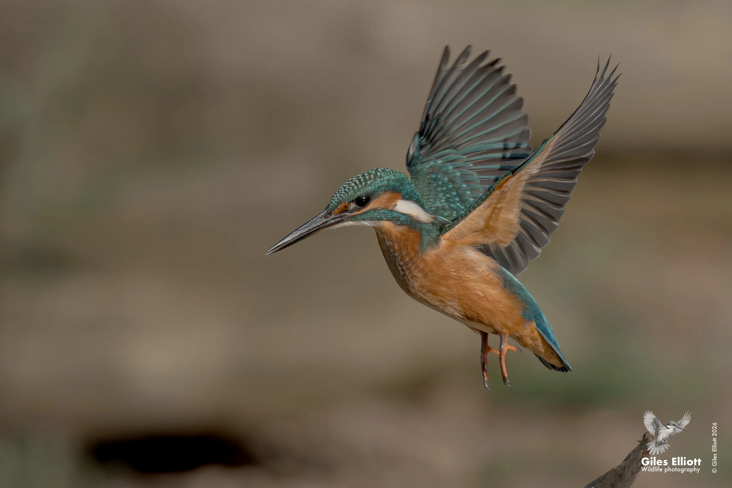 European kingfisher