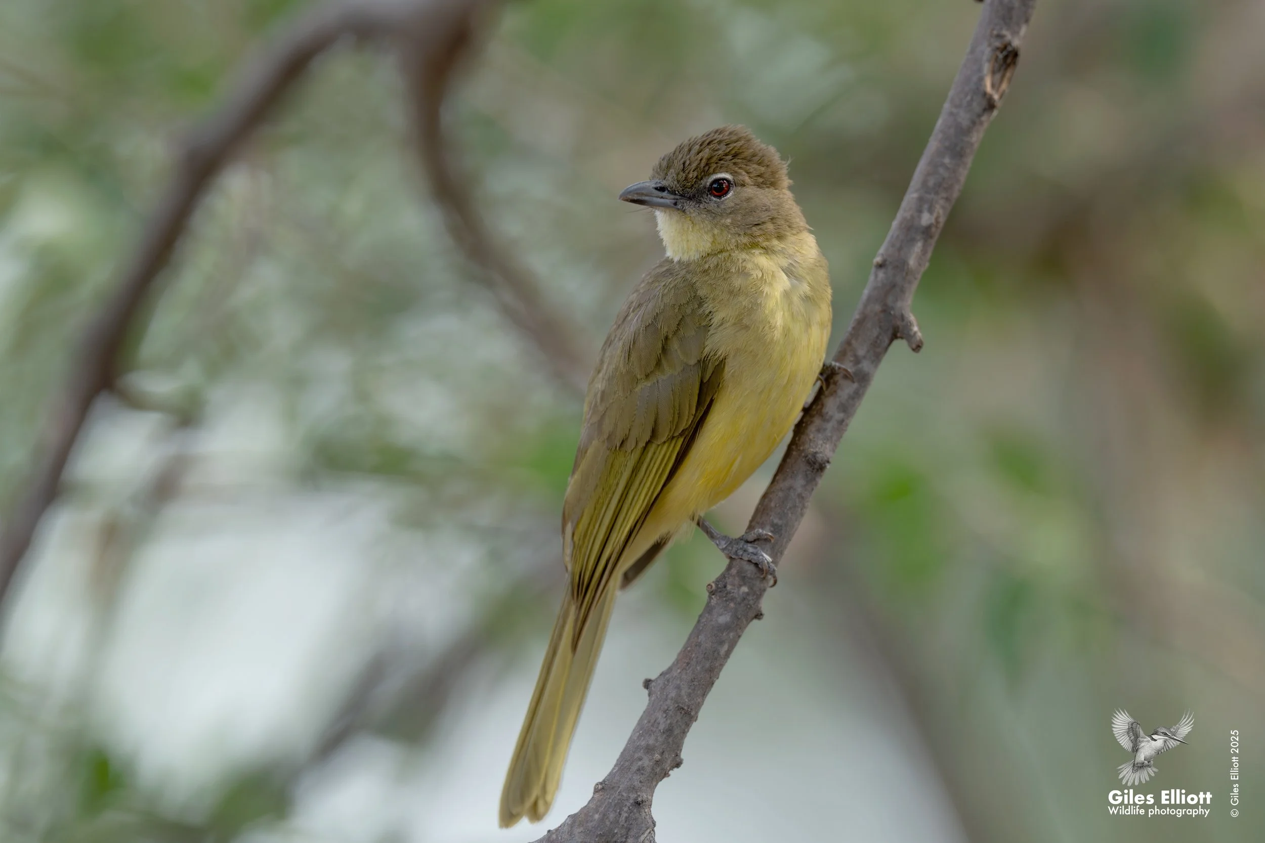Yellow-bellied Greenbul