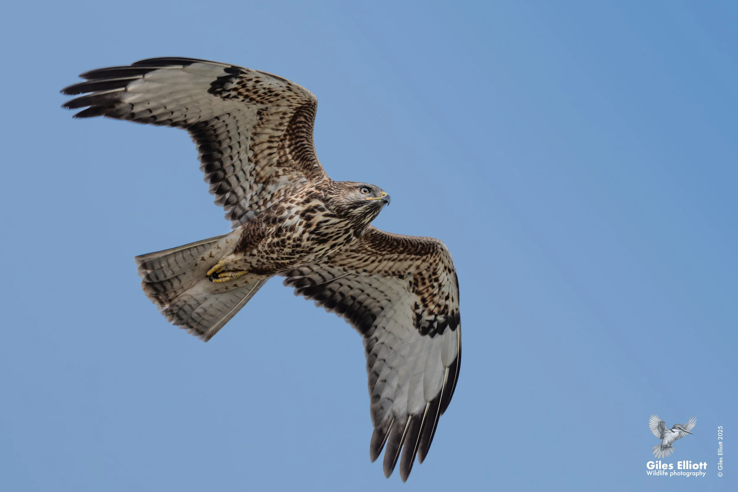 Common buzzard