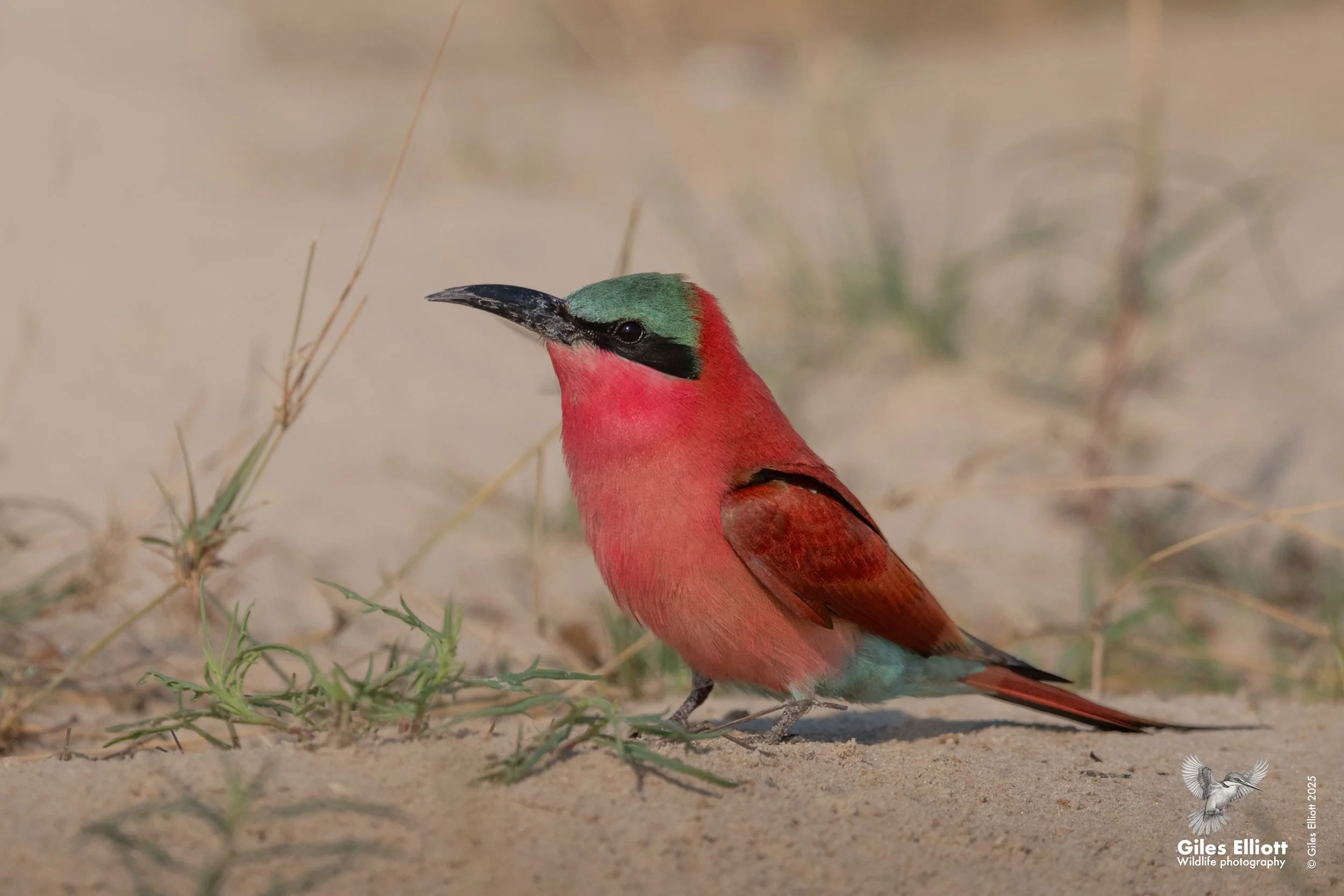 Southern Carmine Bee-eater