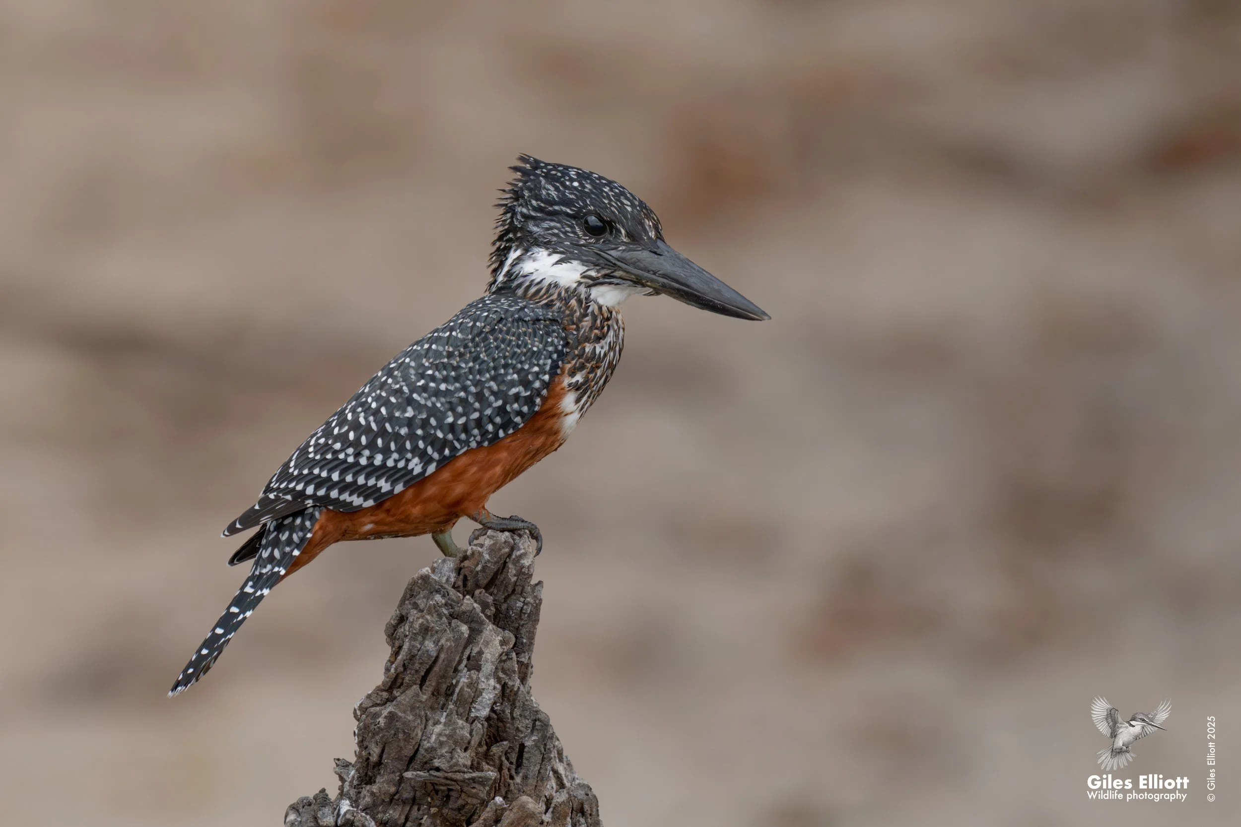 Giant kingfisher