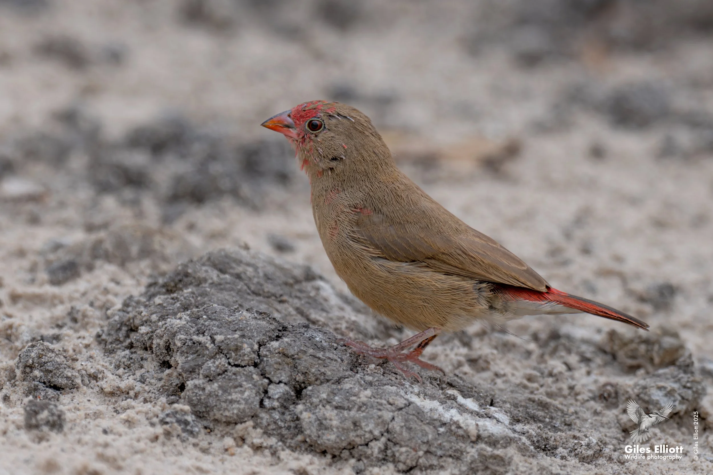 Red-billed firefinch