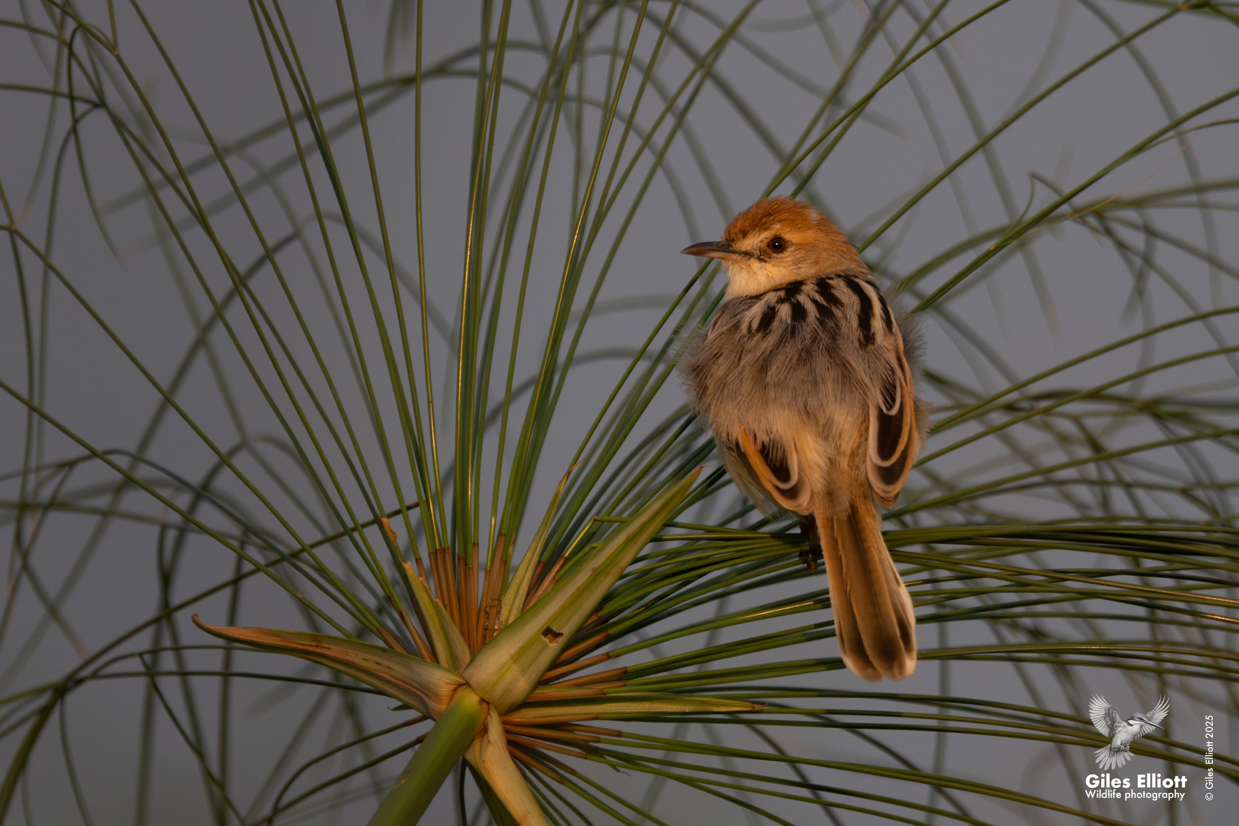 Luapula cisticola