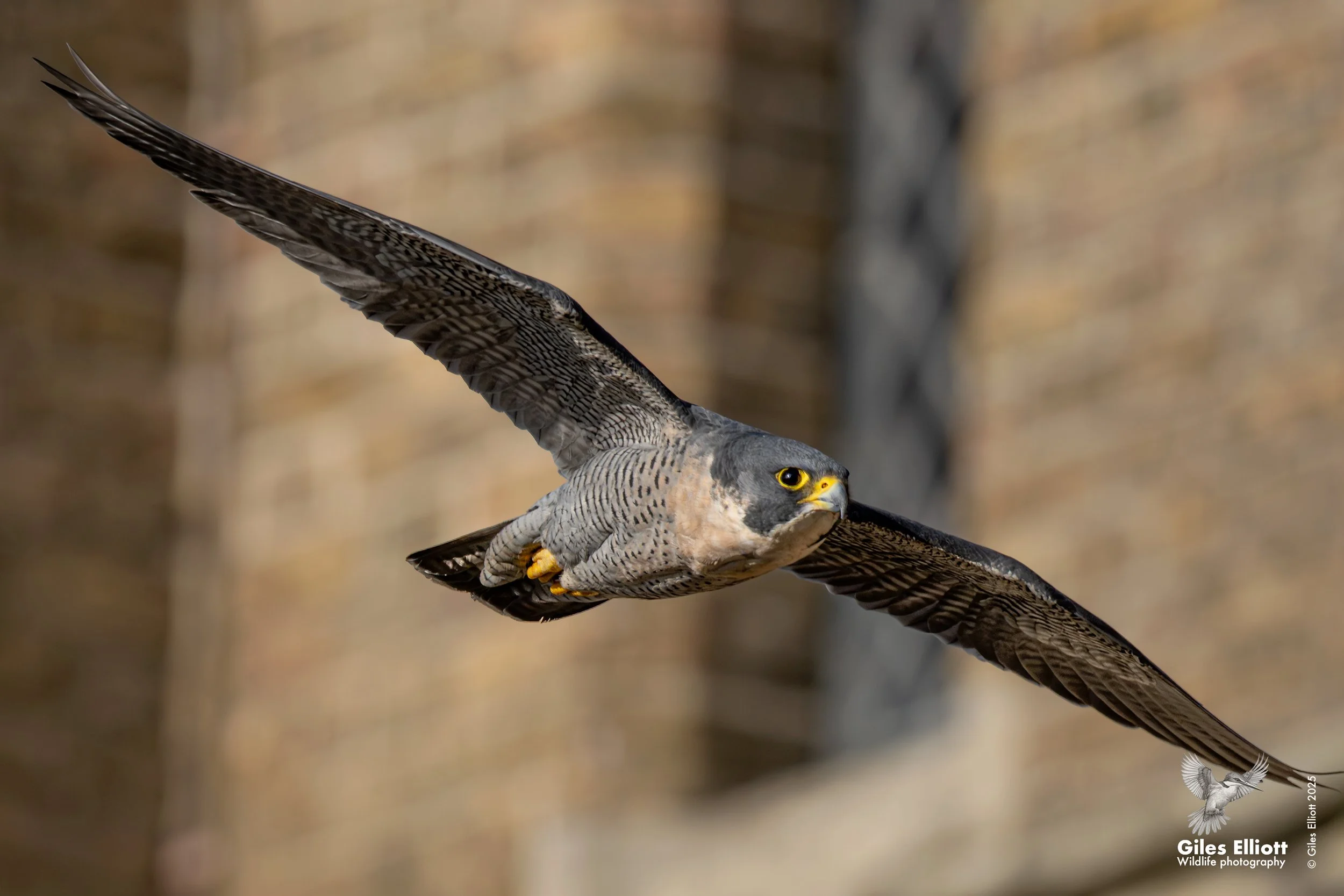 Peregrine Falcon. Thames Valley, UK. November 2025