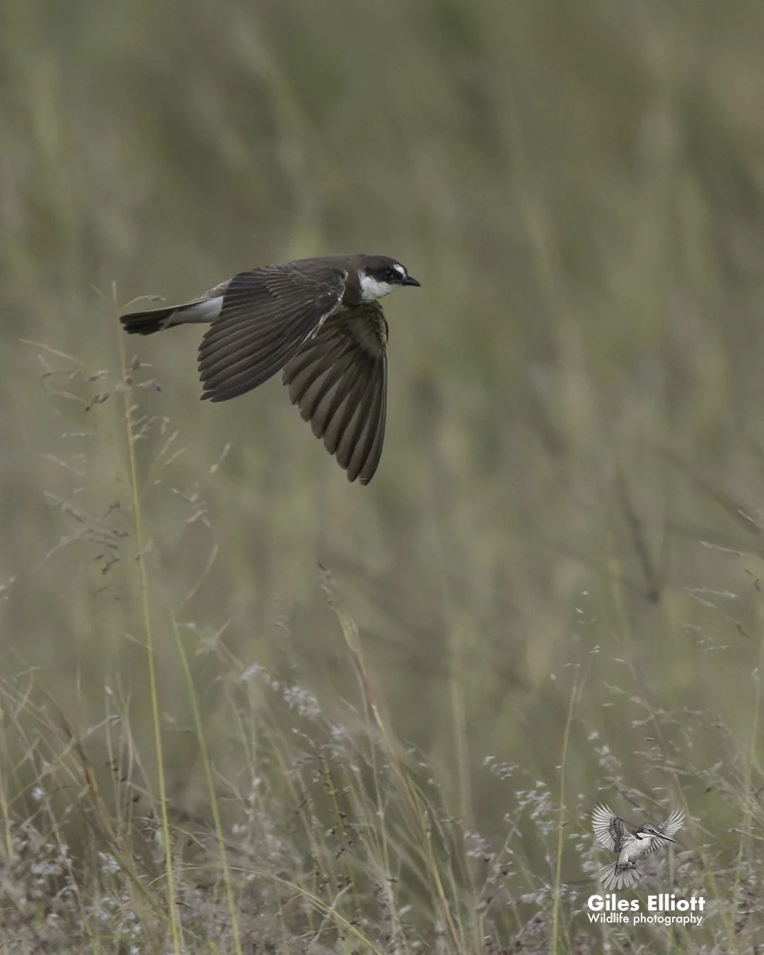 Banded martin