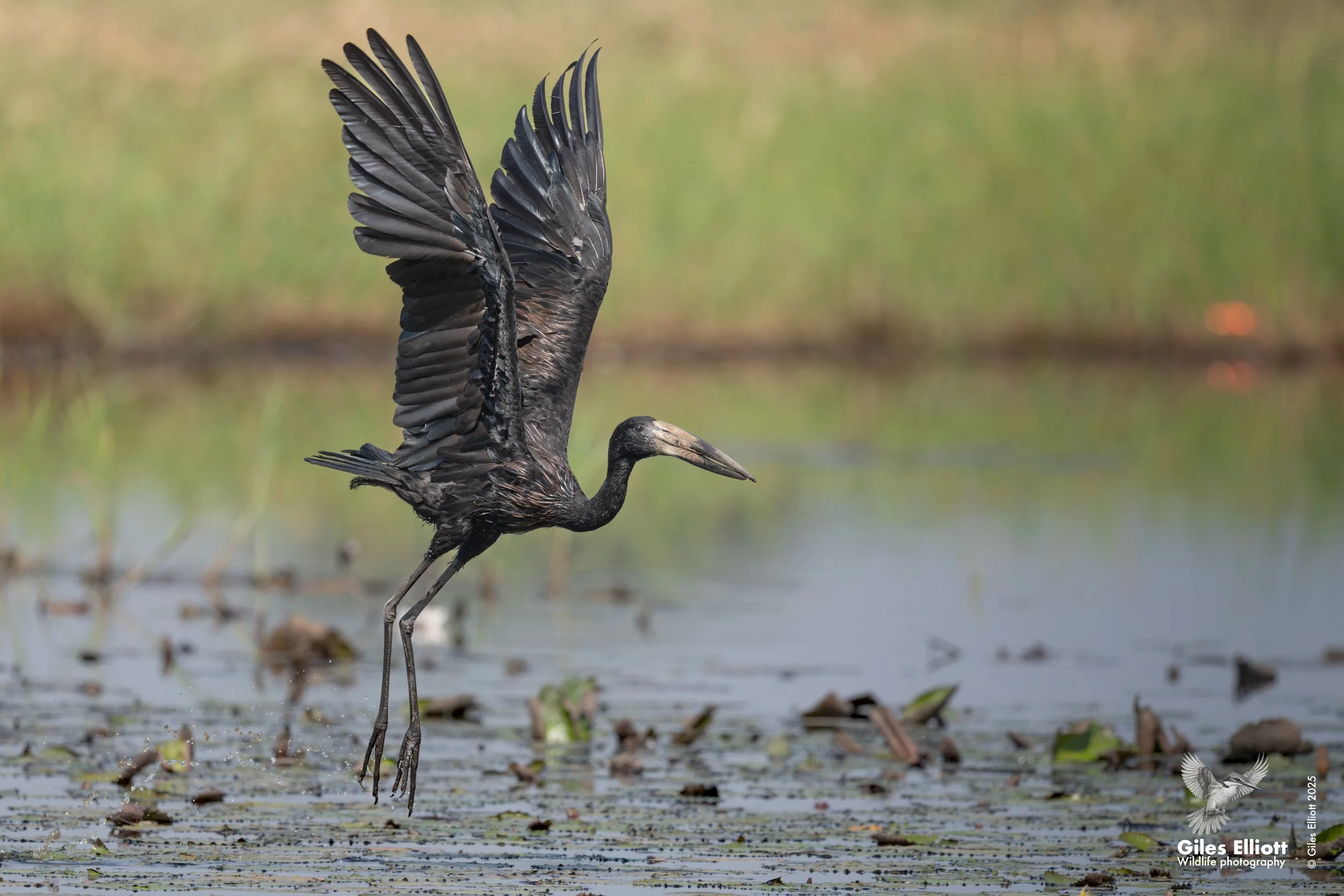 African openbill