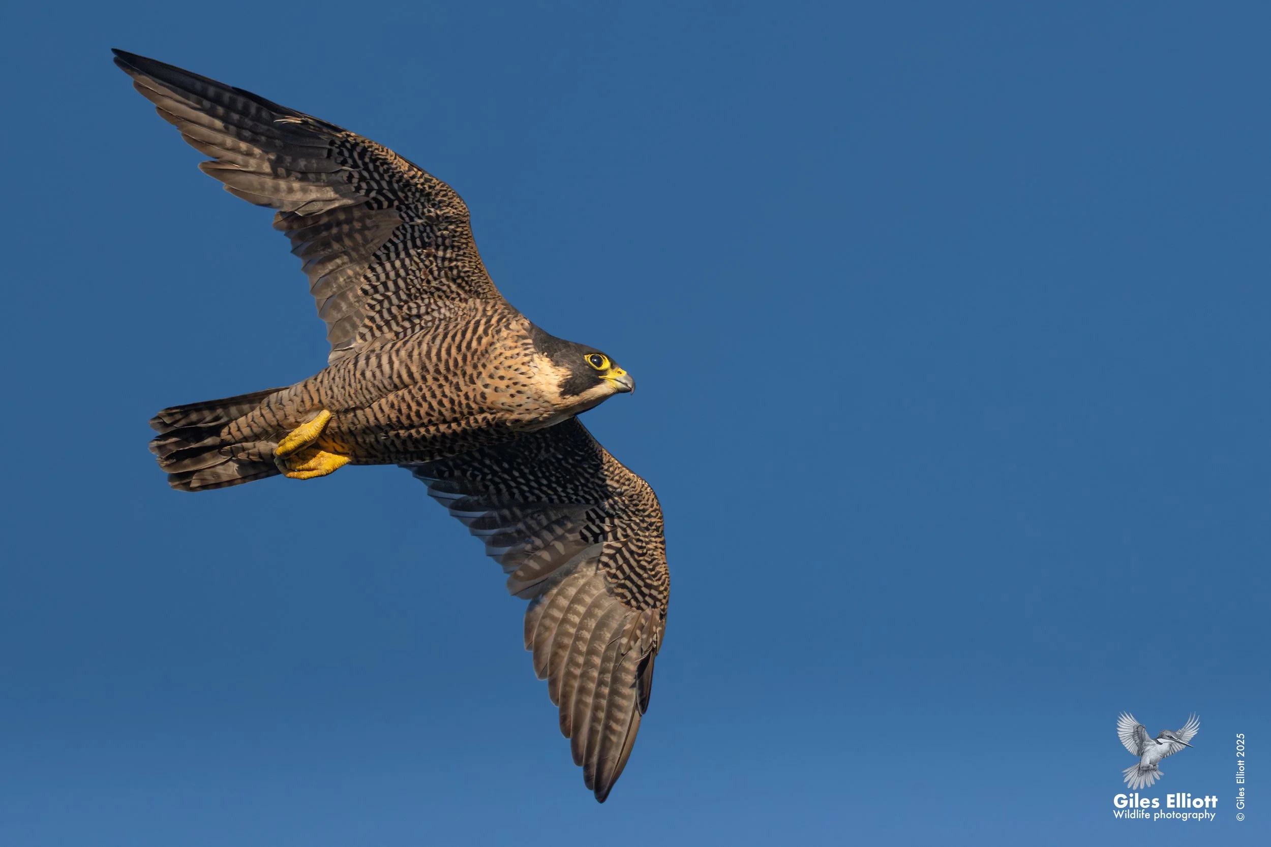 Peregrine Falcon. Thames Valley, UK. September 2025