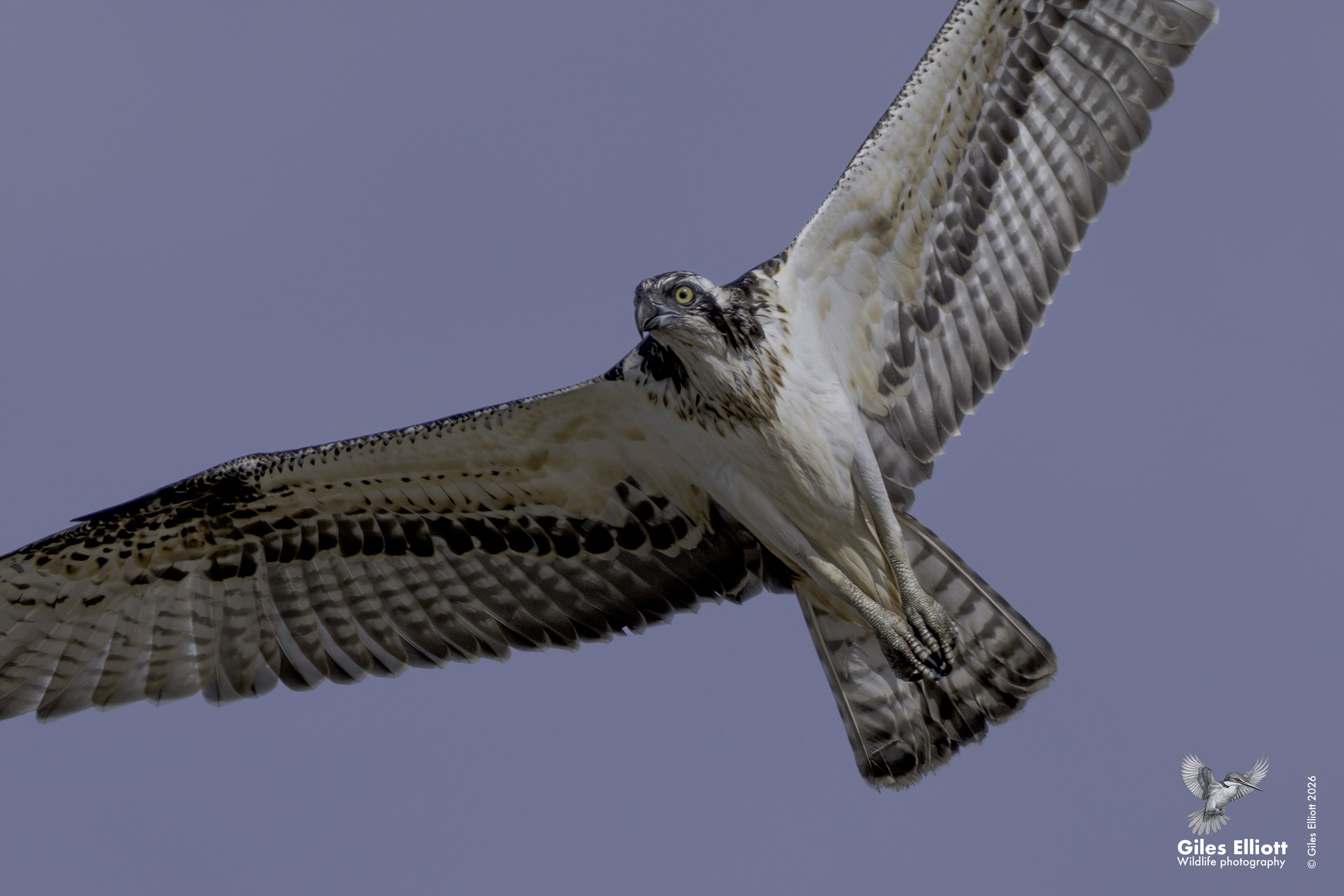 osprey lighter.jpg