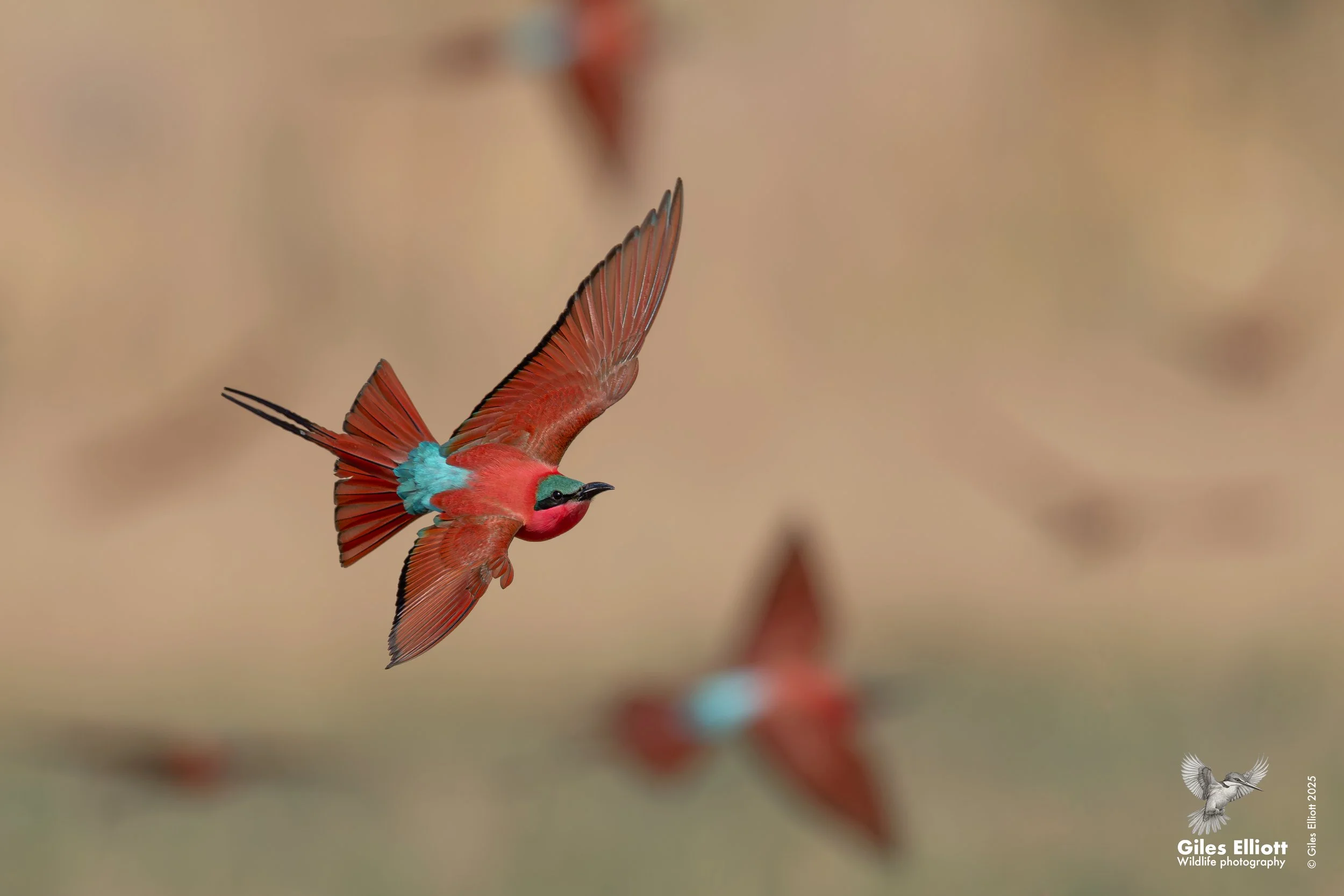 Southern Carmine Bee-eater