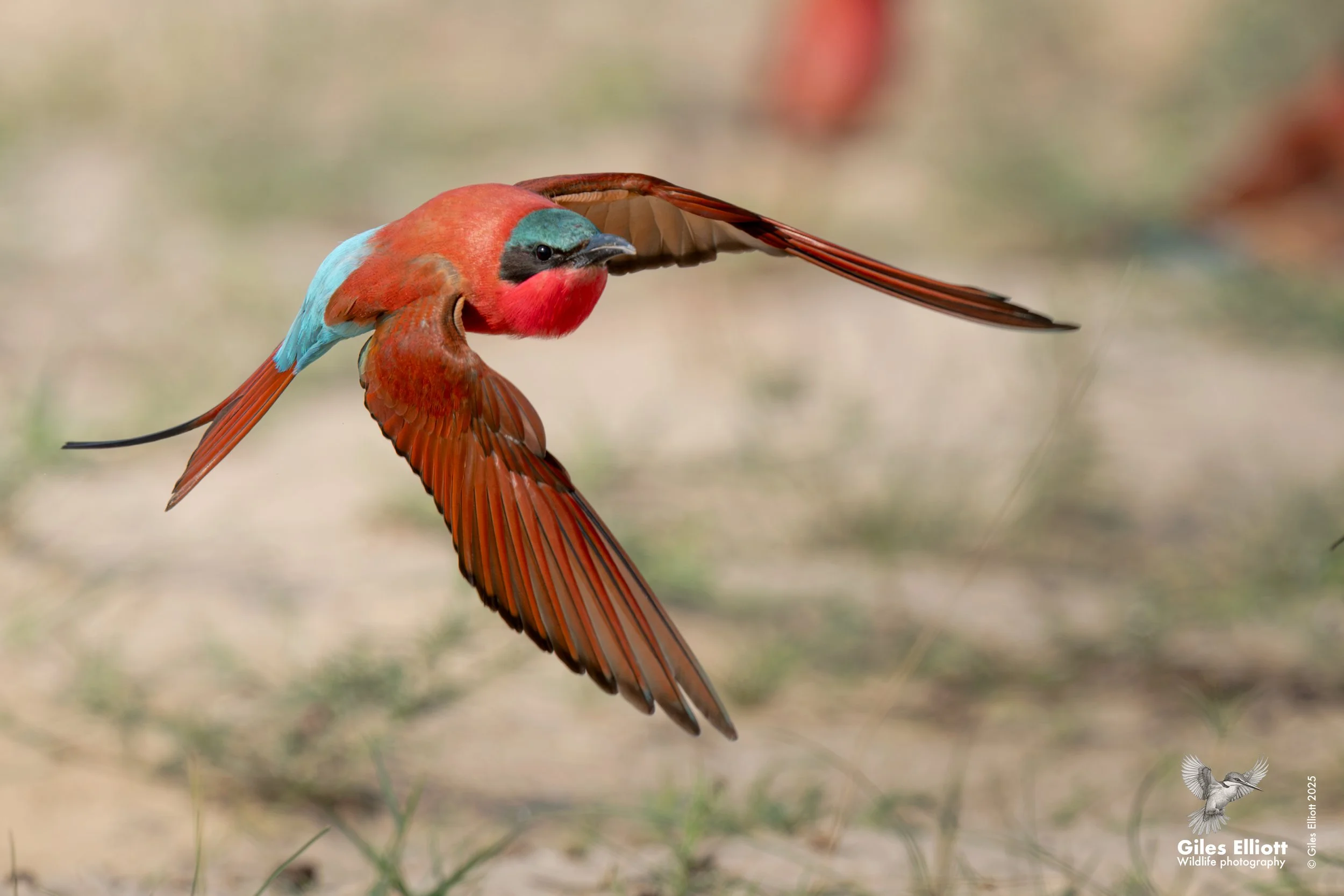 Southern Carmine Bee-eater