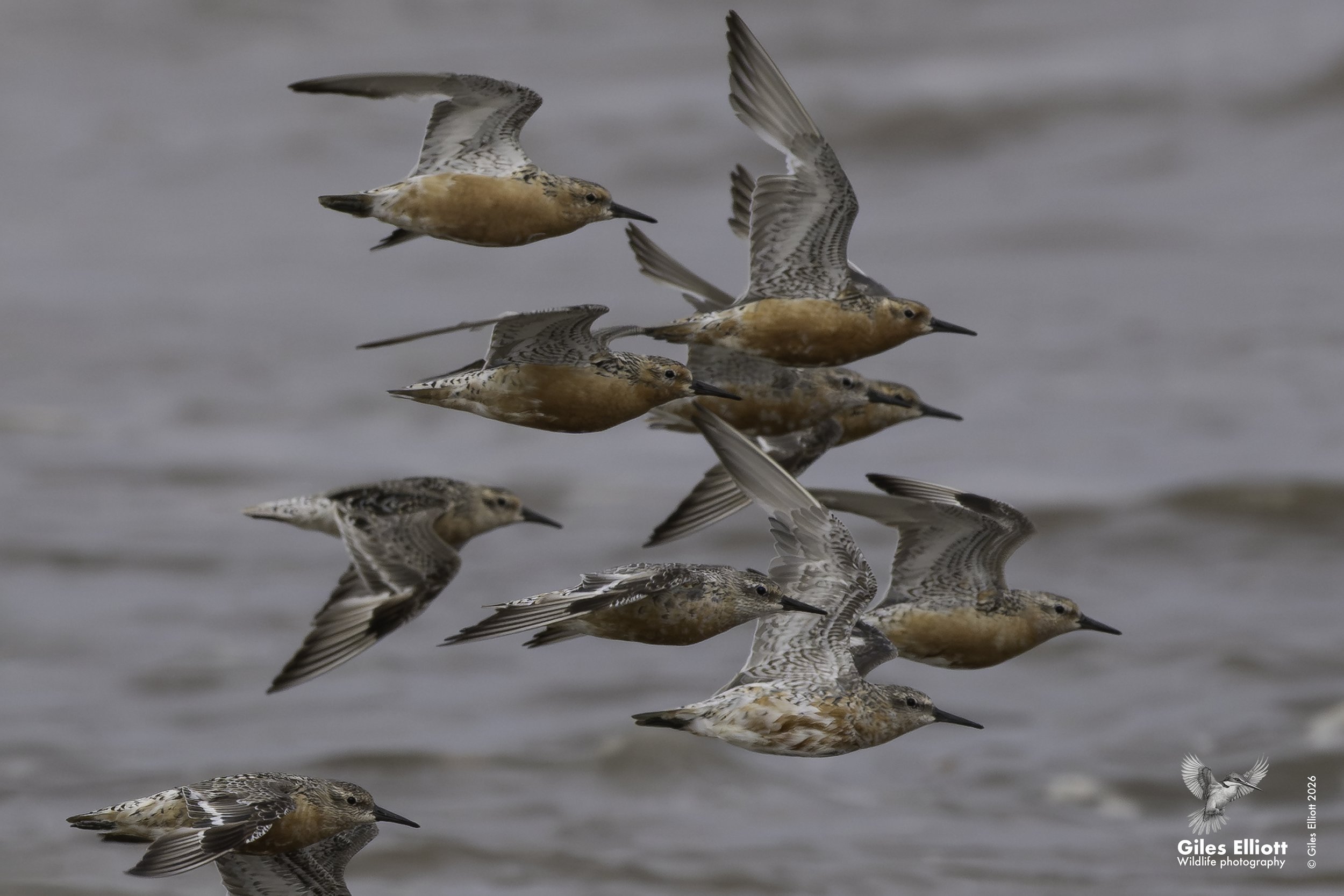 Red knot