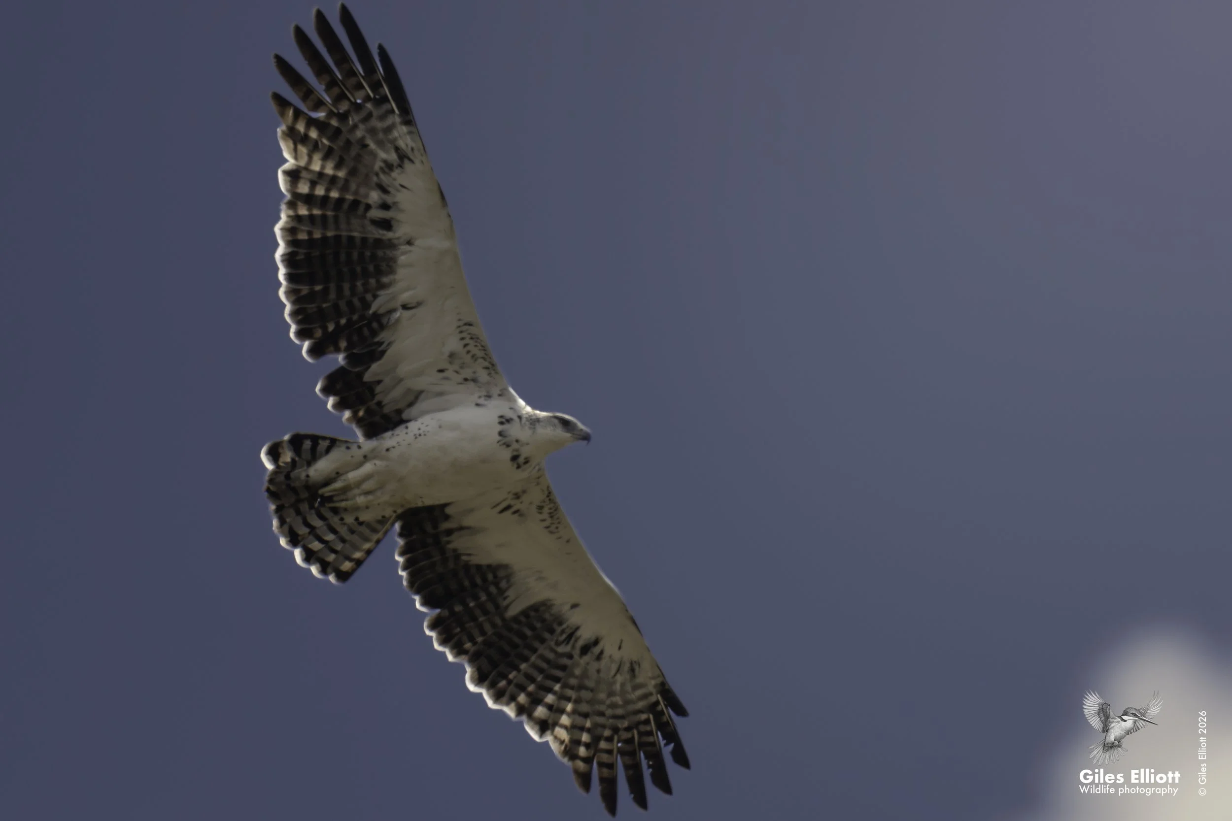 Martial eagle