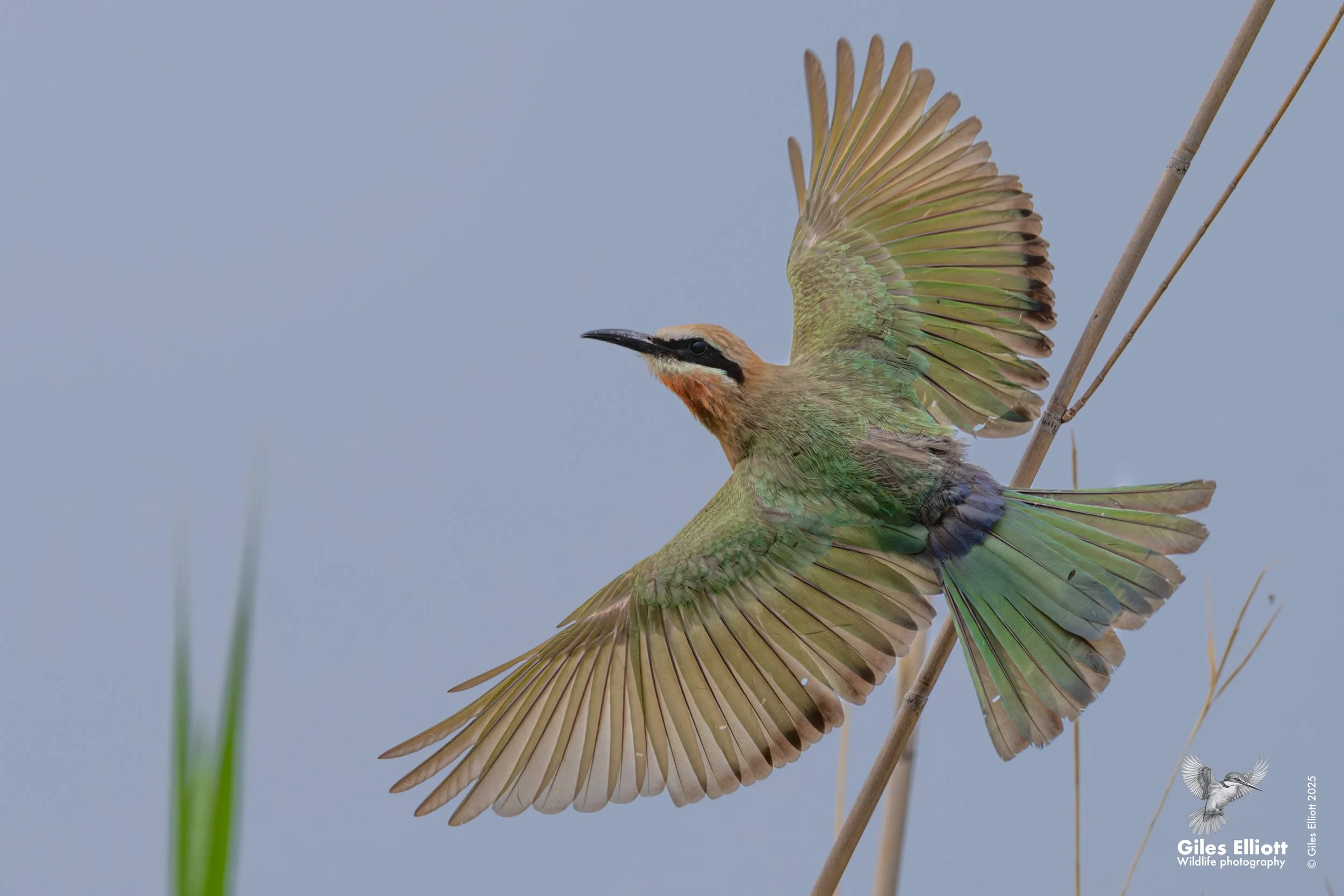 White-fronted bee-eater