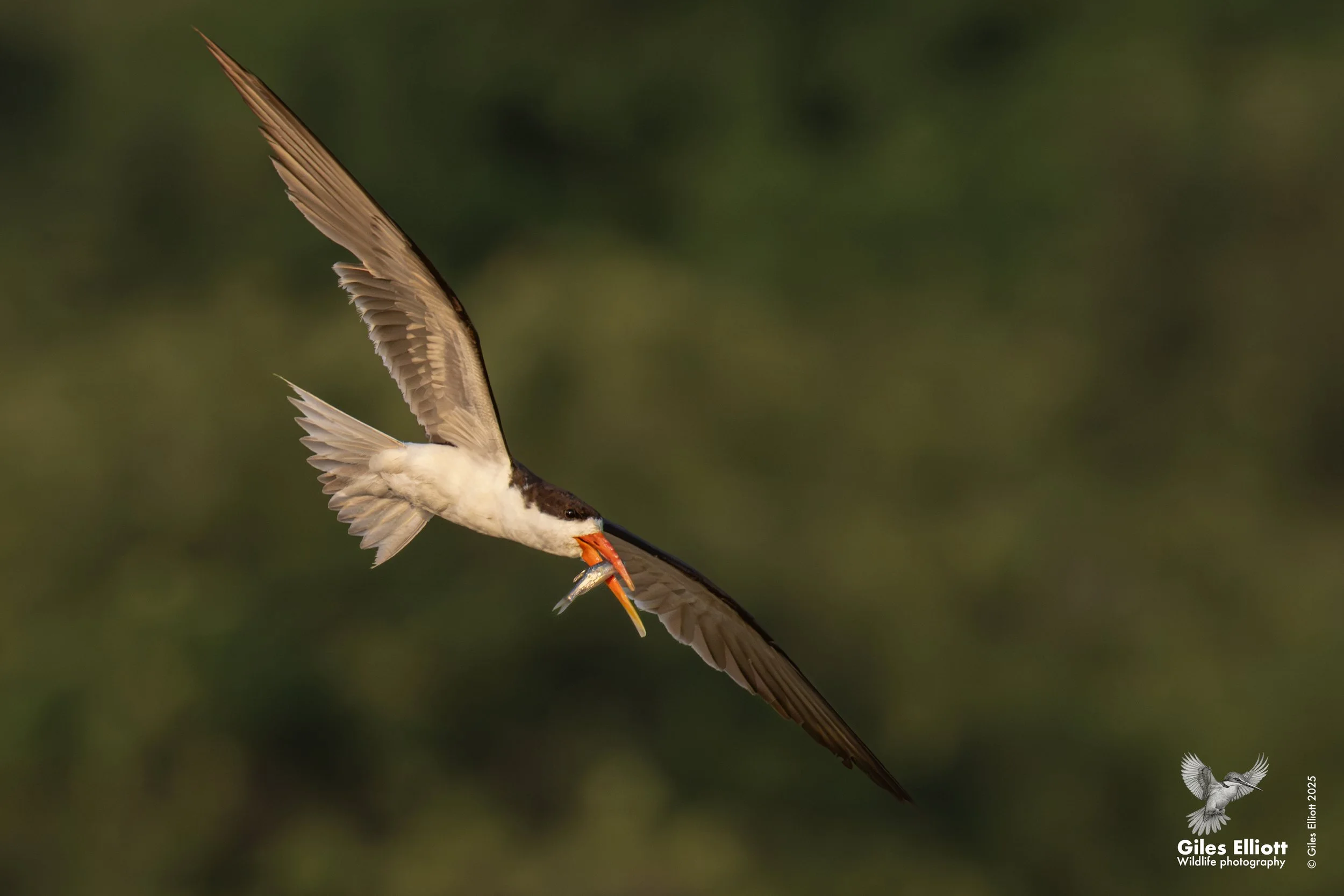 African skimmer
