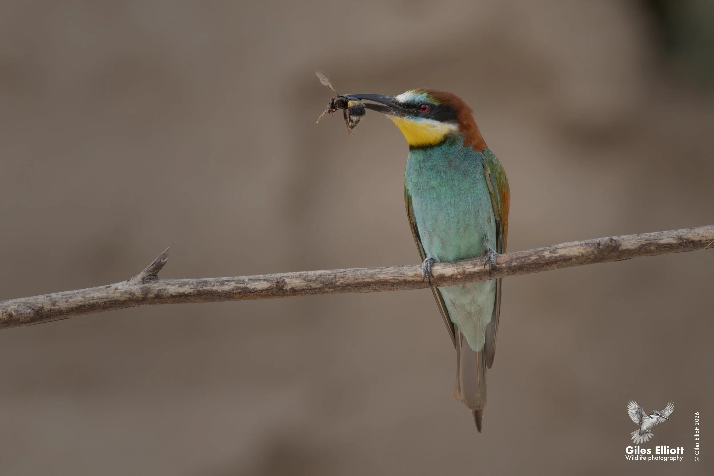 bee eaters 44.jpg