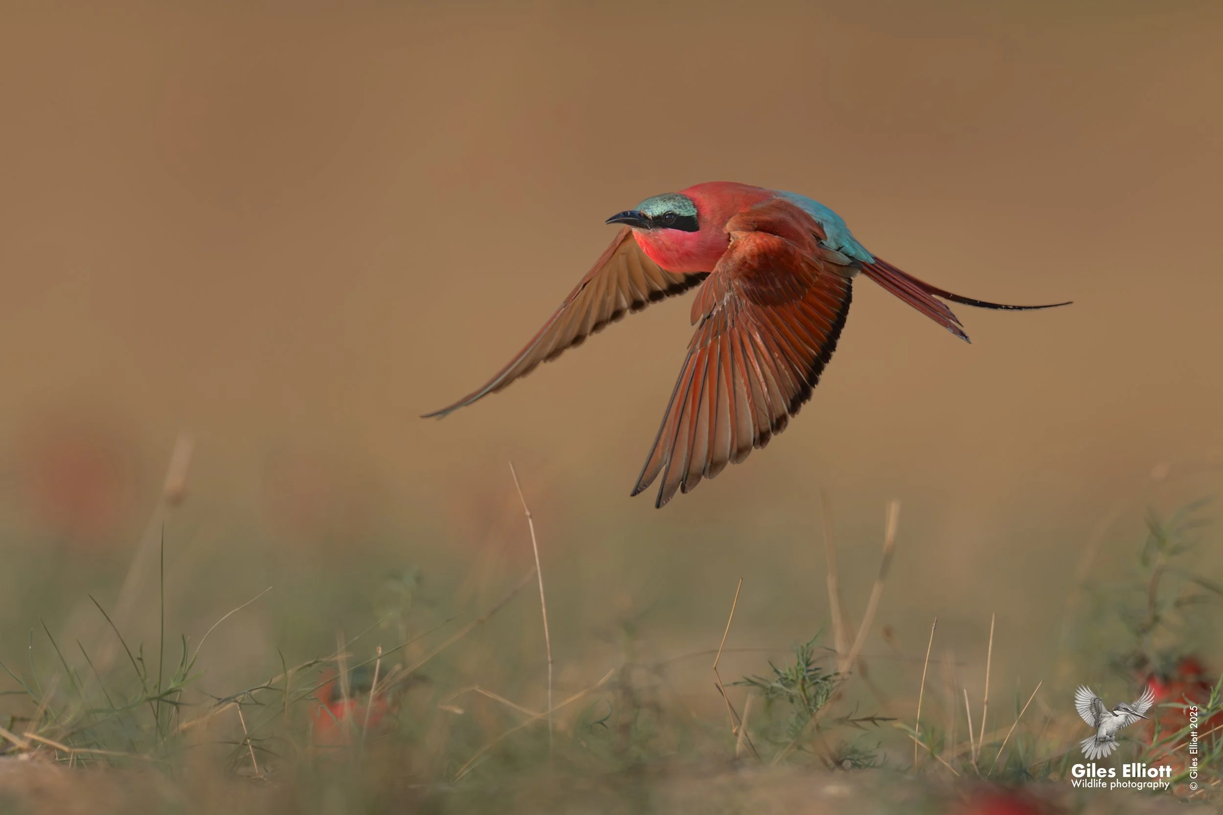 Southern Carmine Bee-eater