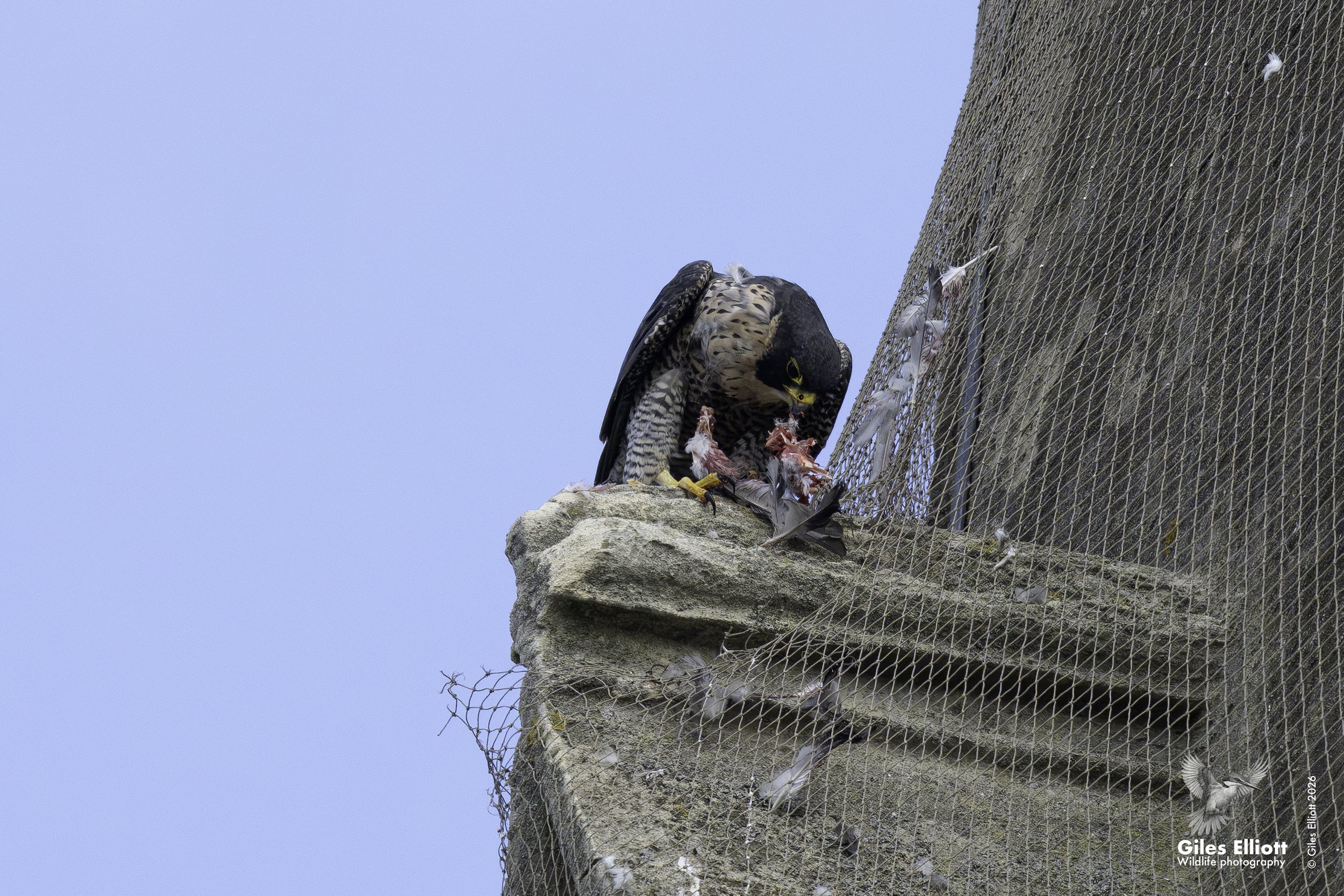 Peregrine falcon
