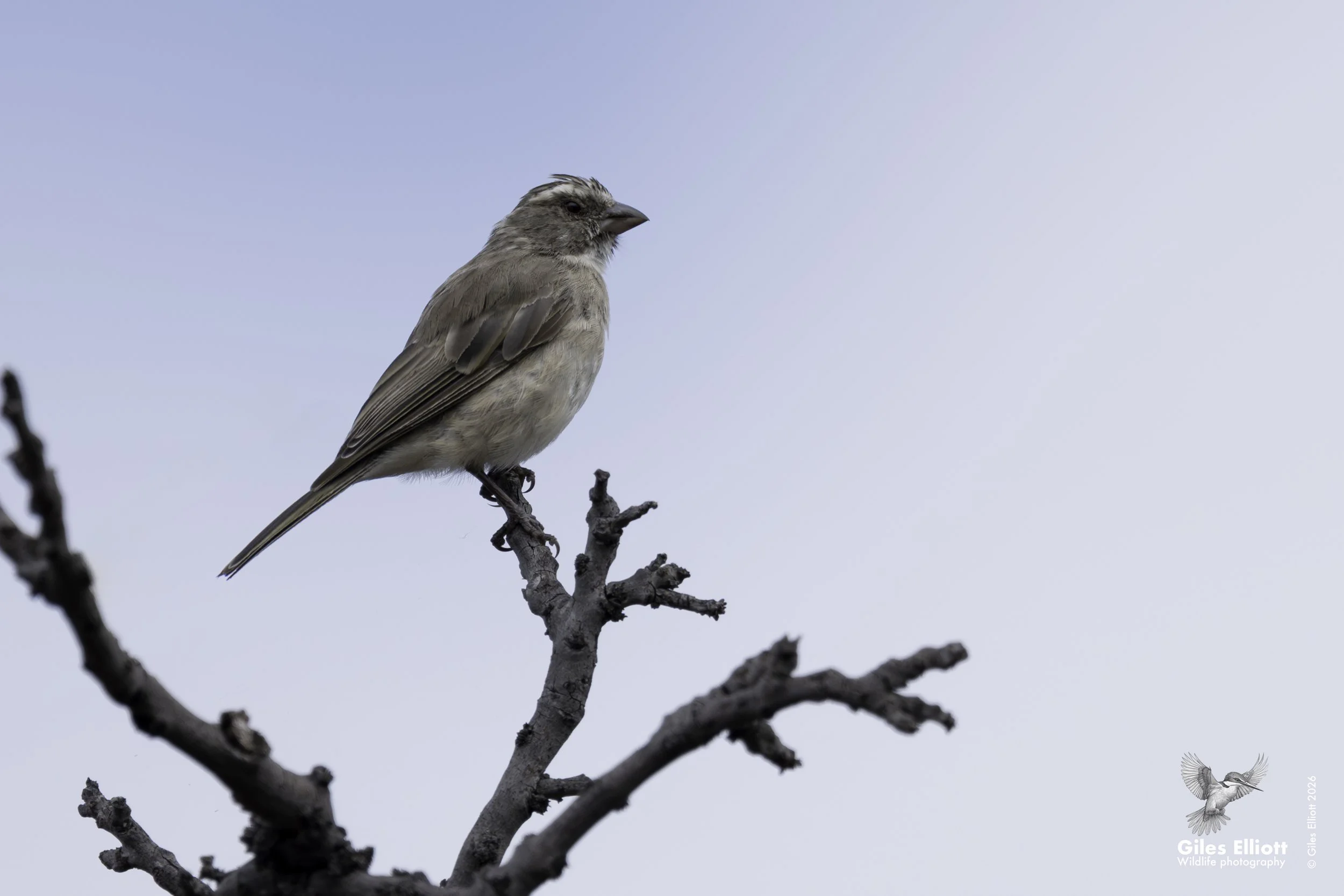 Streaky-headed seedeater
