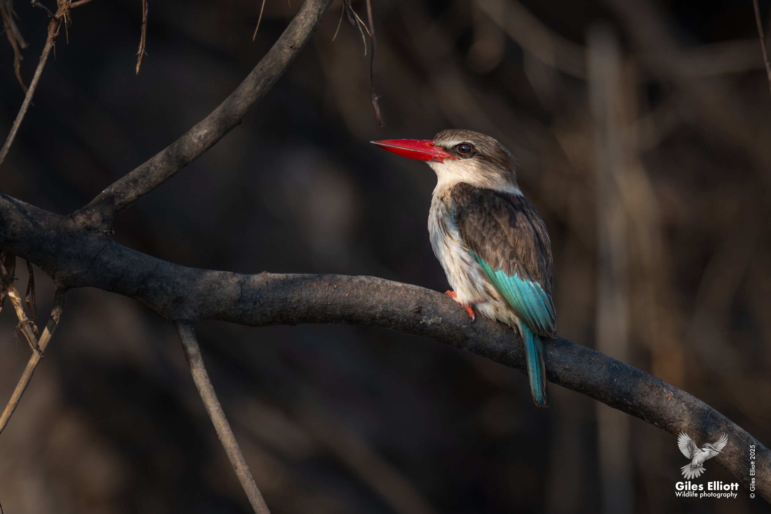 Brown hooded kingfisher