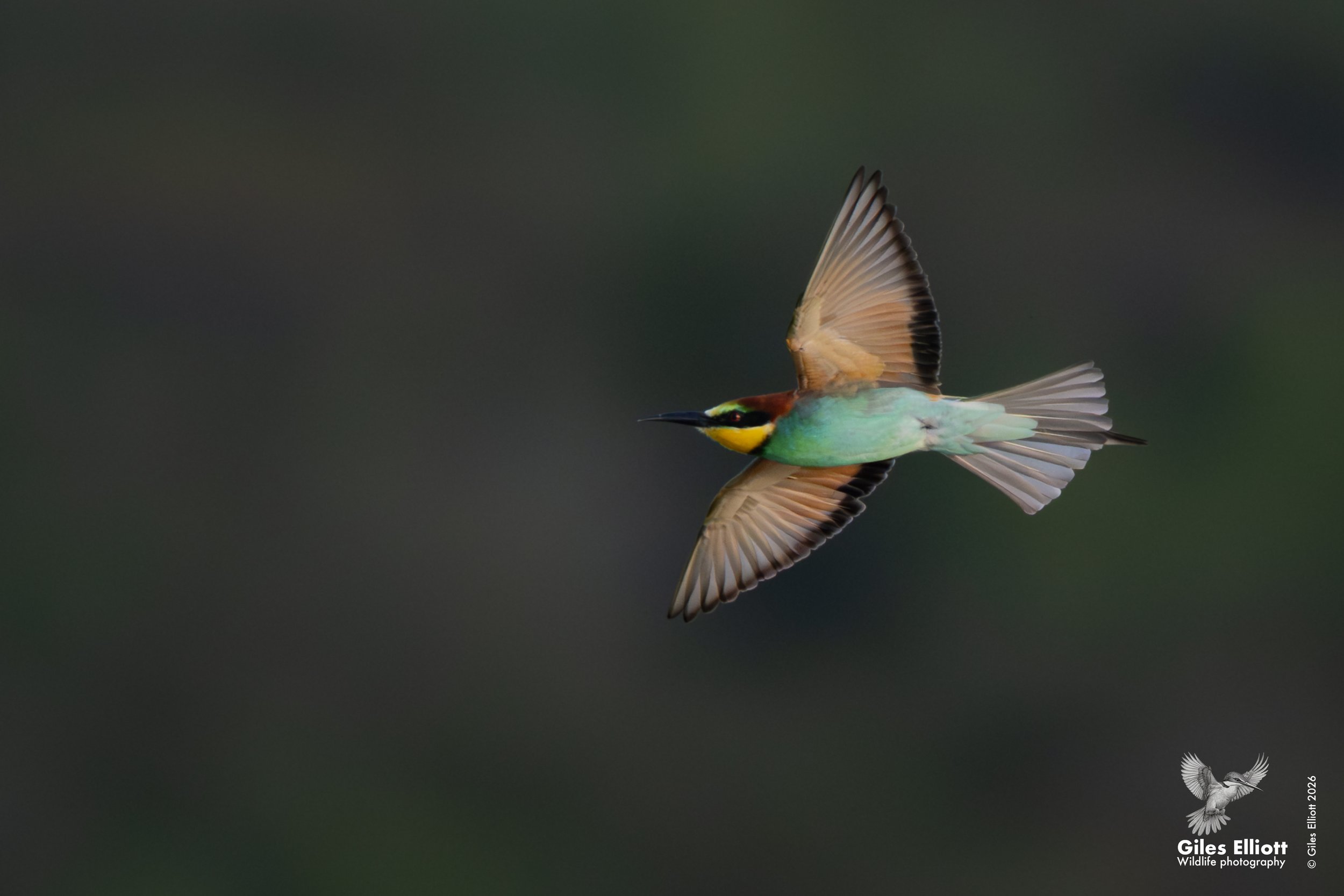 European bee-eater