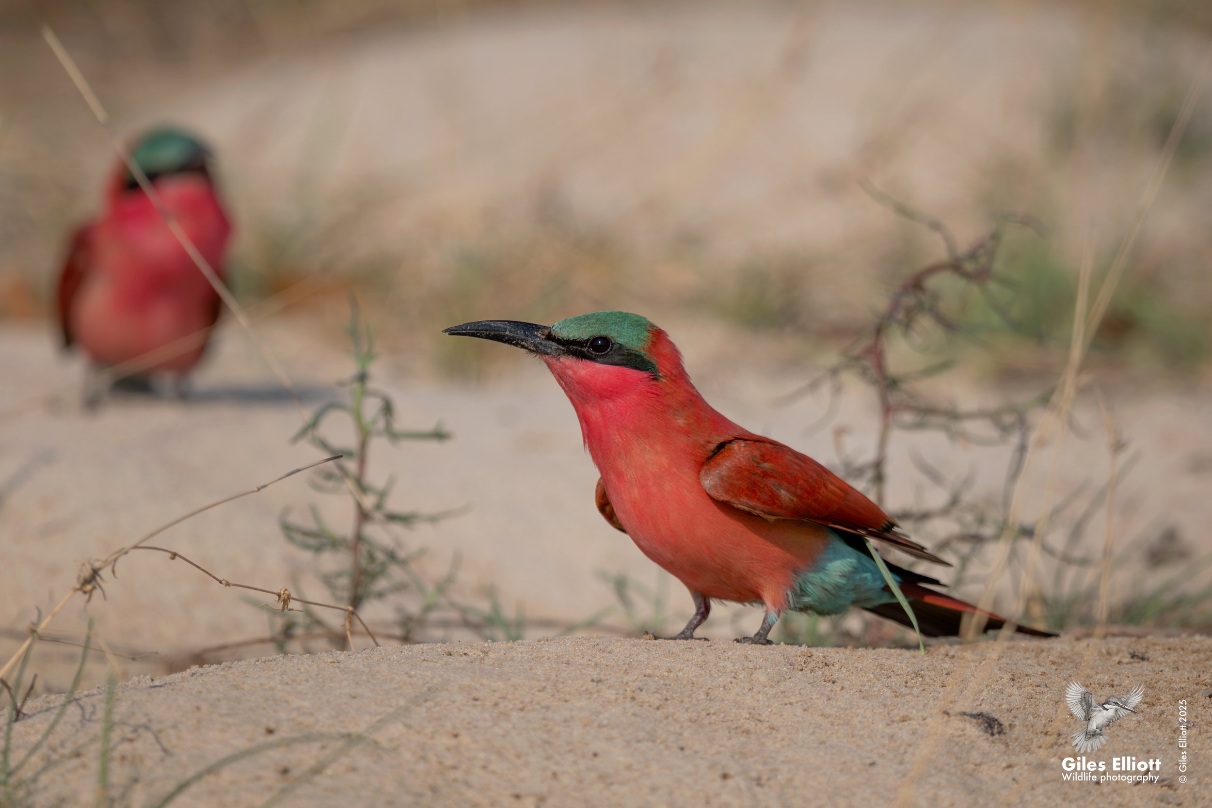 Southern Carmine Bee-eater