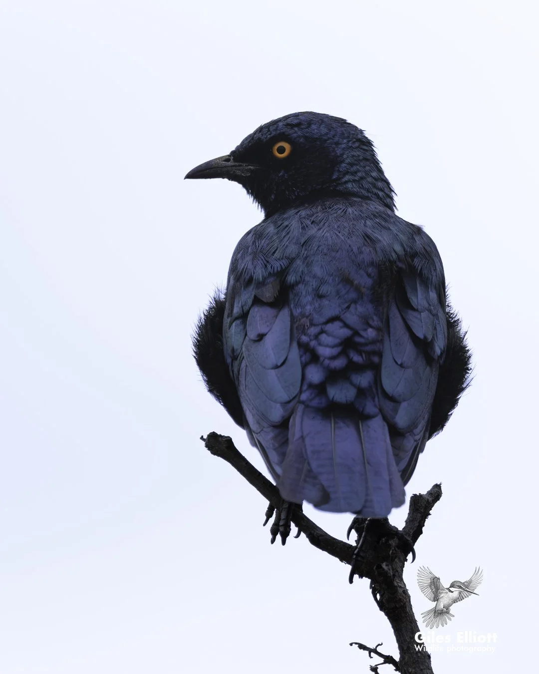 Greater blue-eared starling