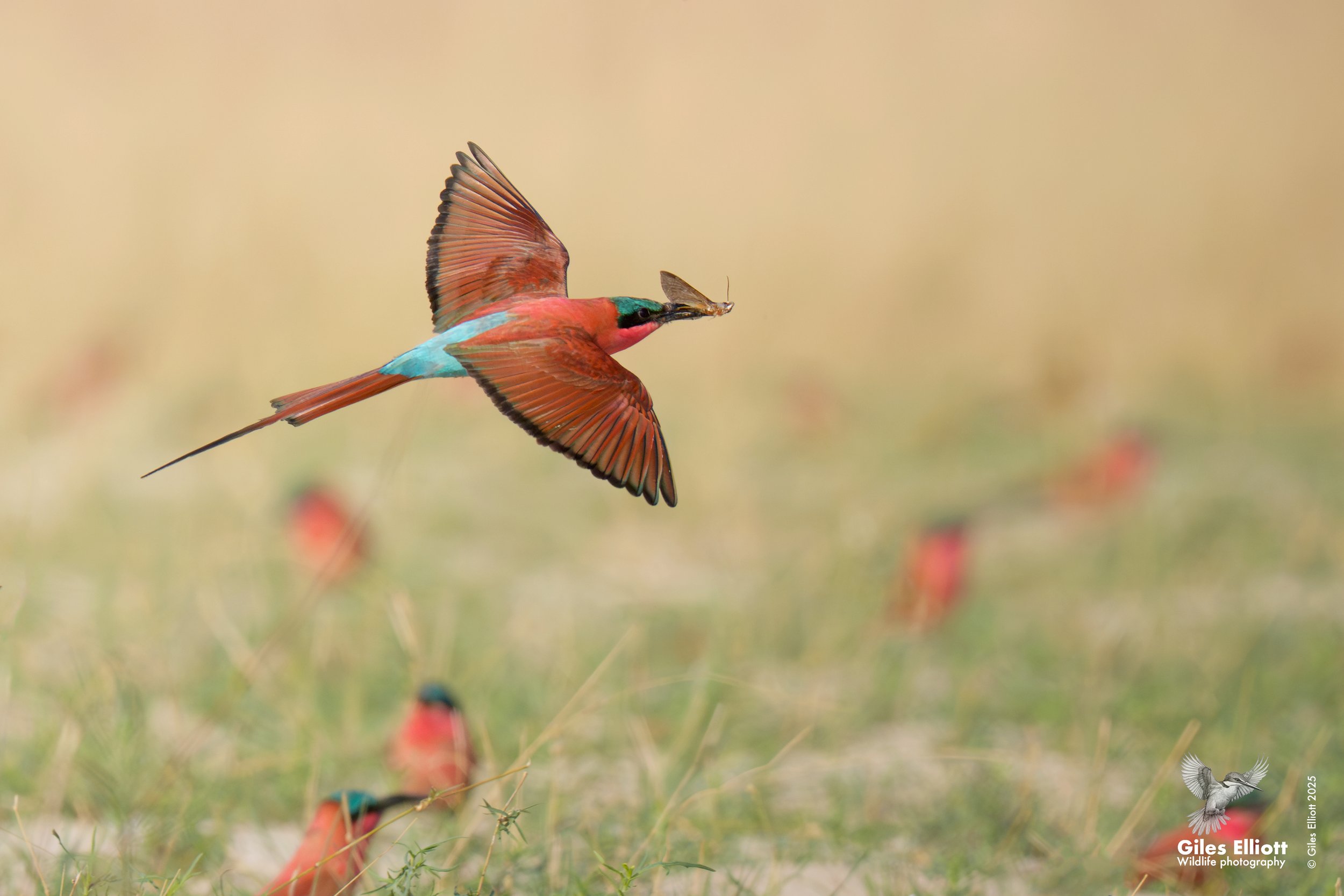 Southern Carmine Bee-eater