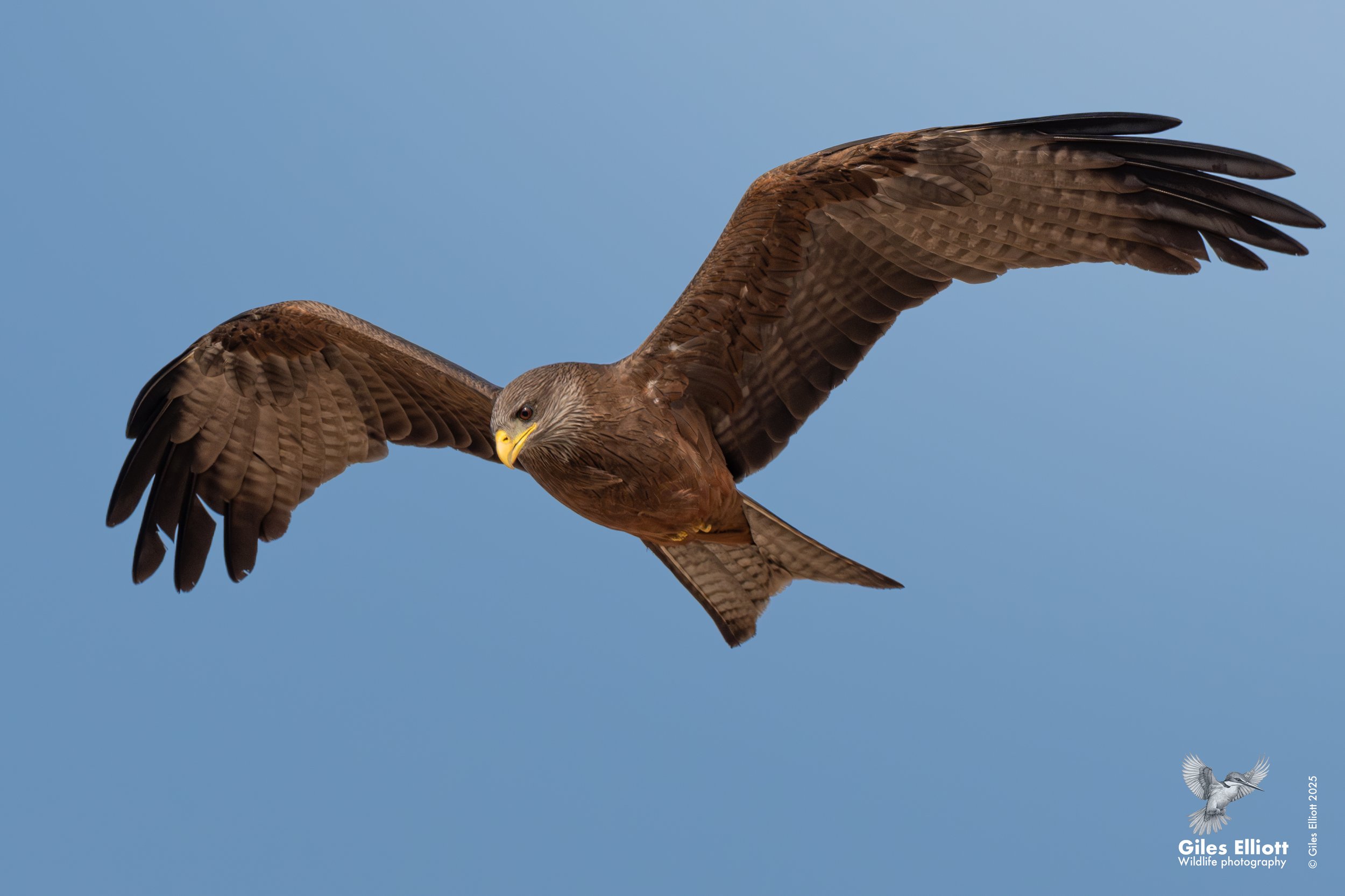 Yellow billed kite