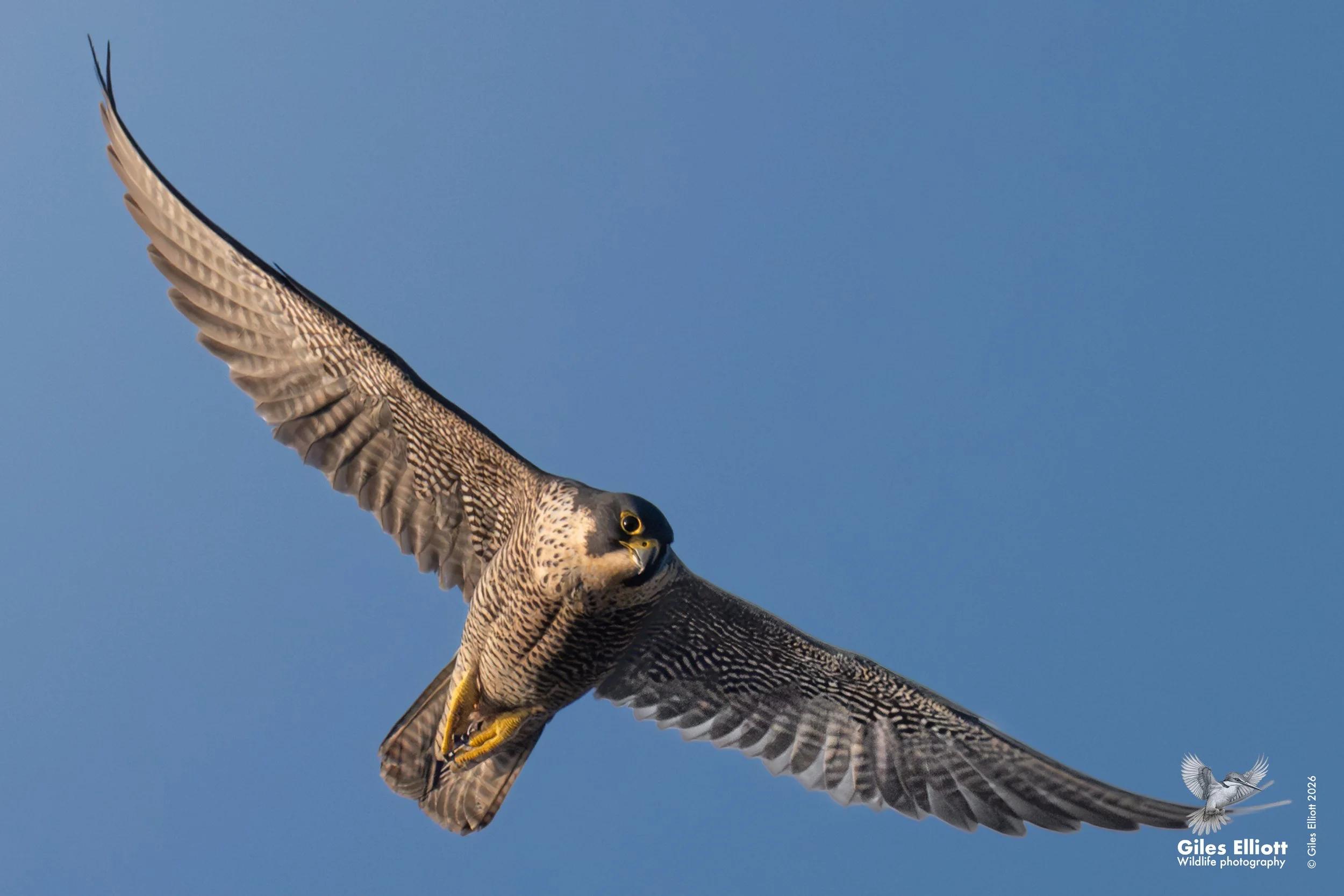 Peregrine falcon