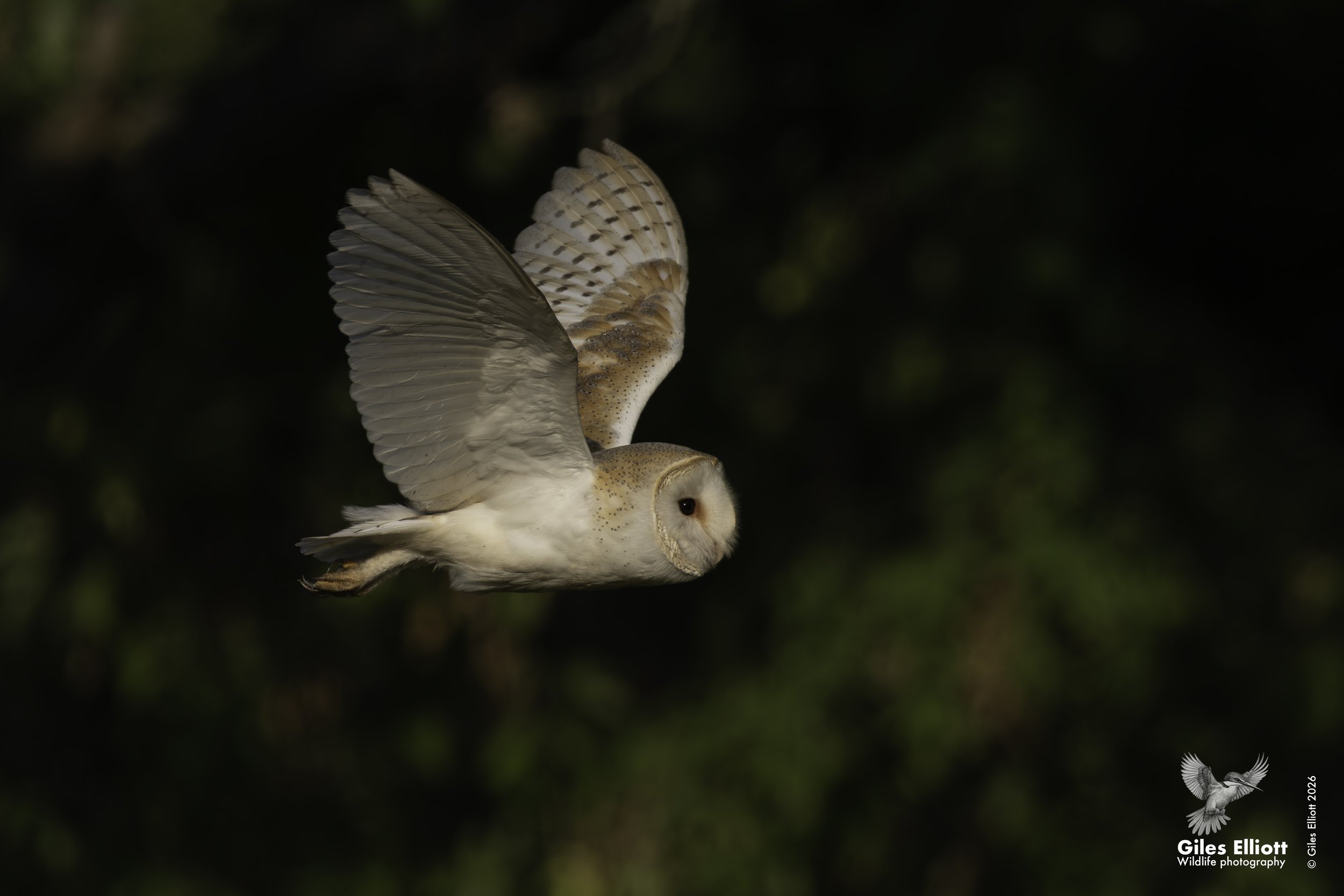 Barn owl