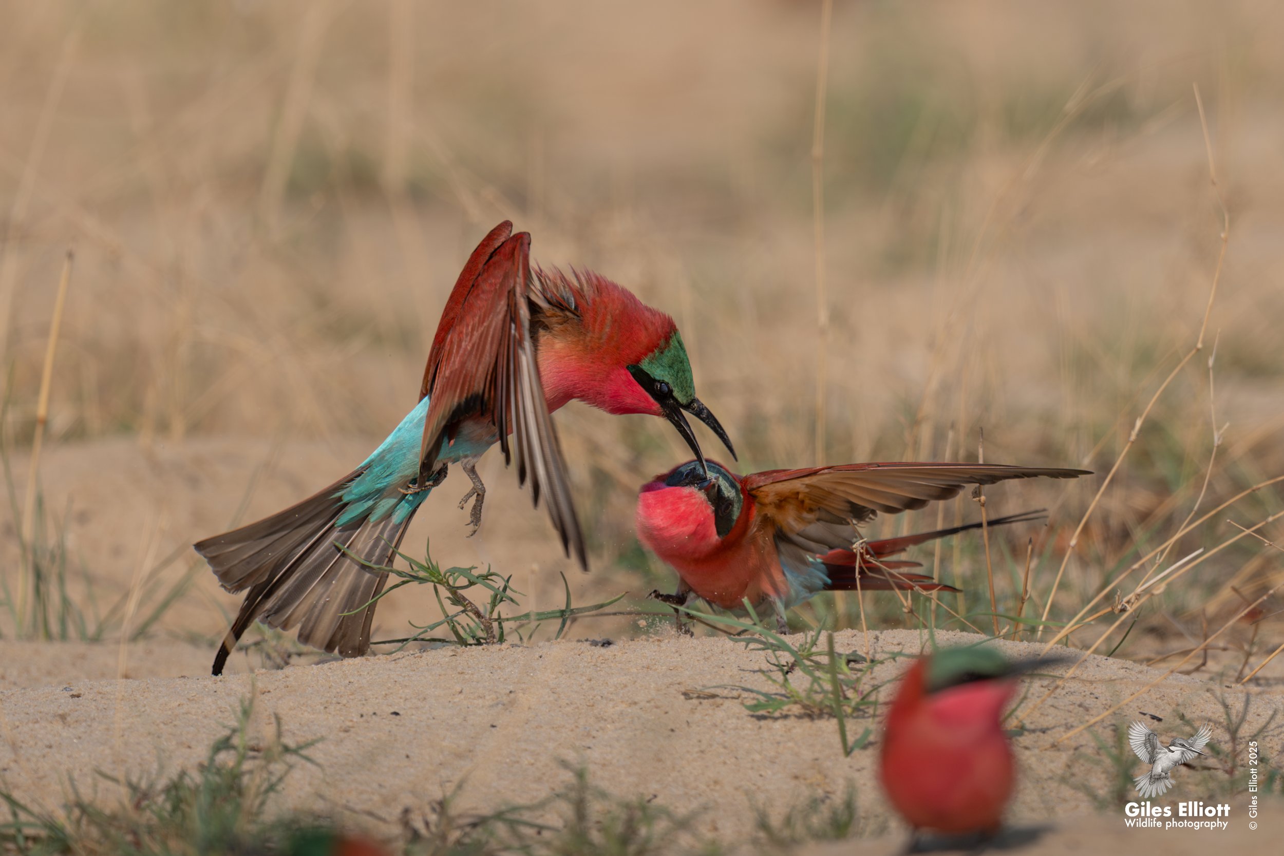 Southern Carmine Bee-eater
