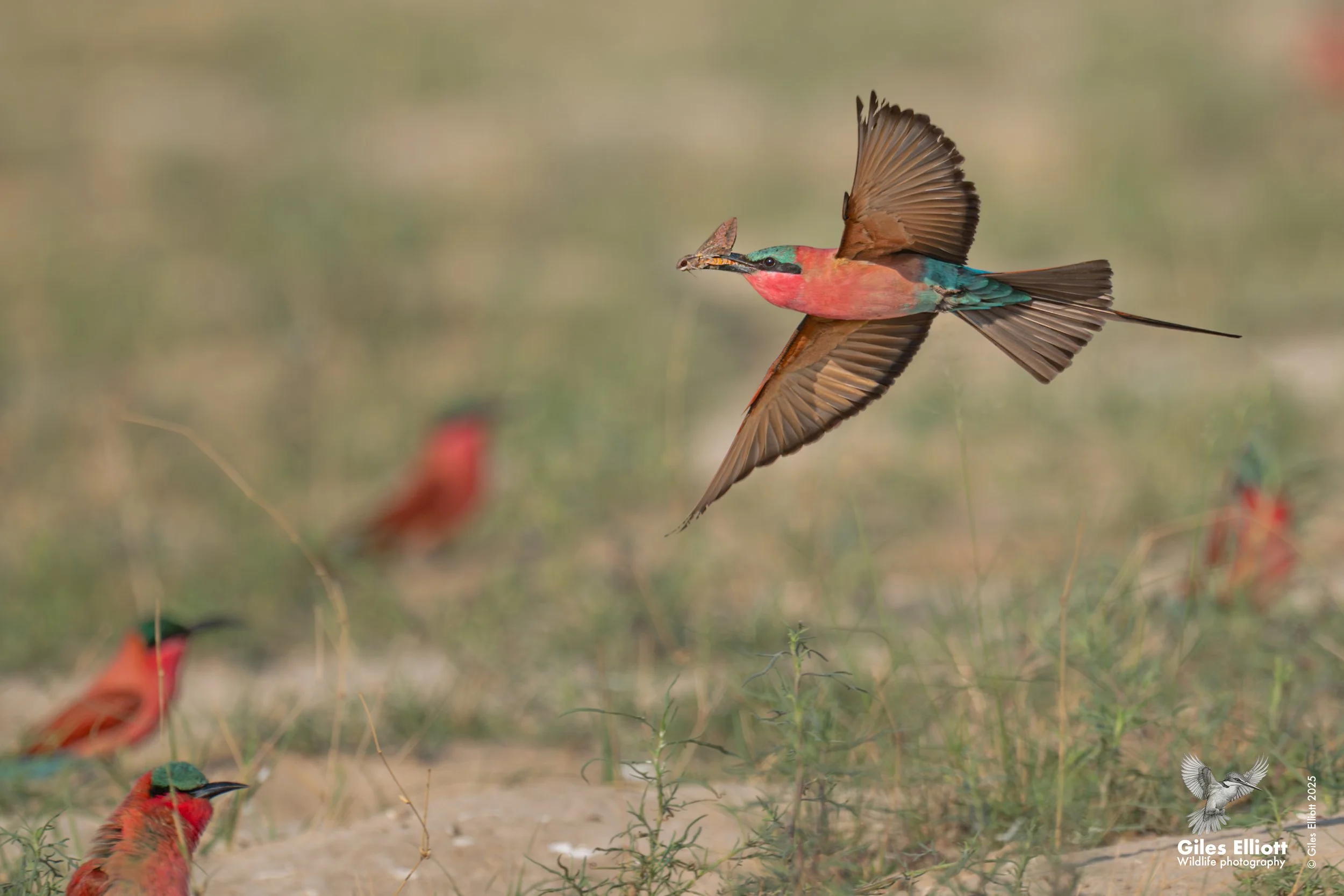 Southern Carmine Bee-eater