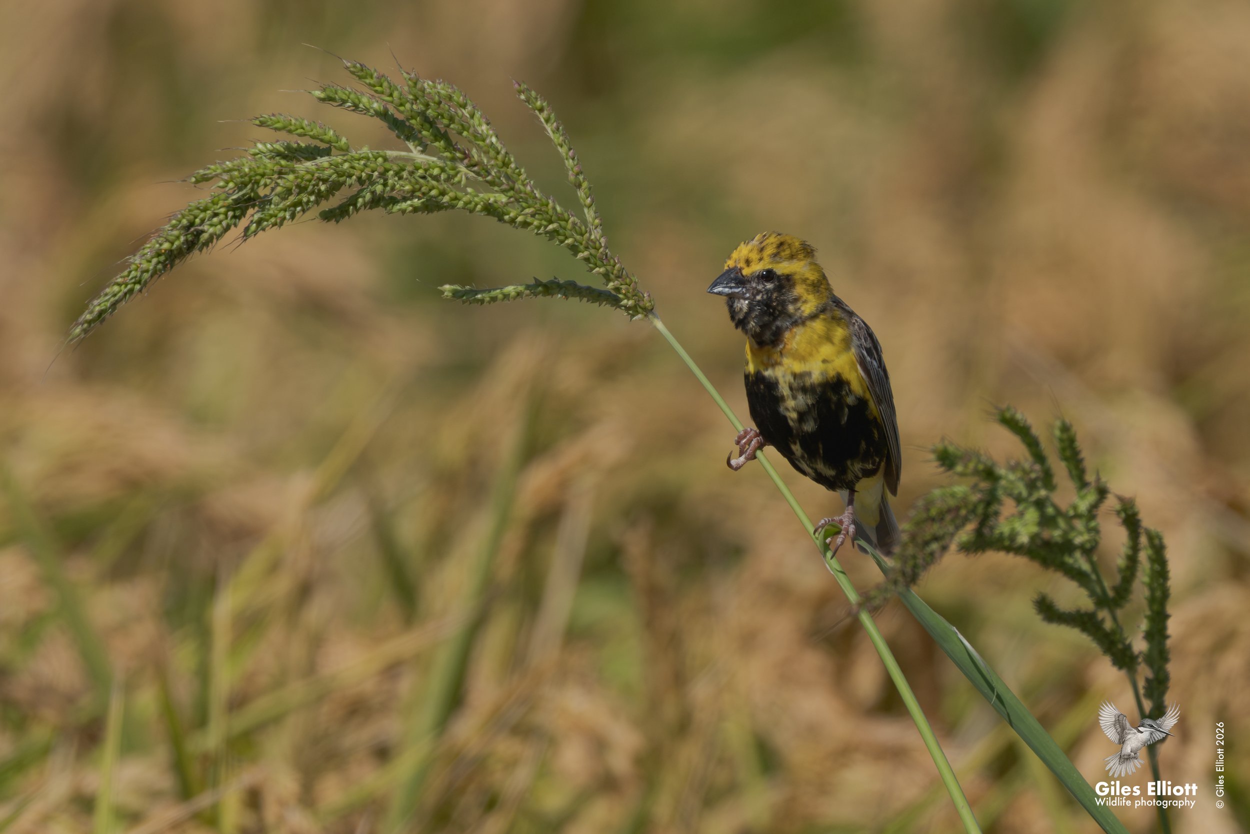 Yellow-crowned bishop