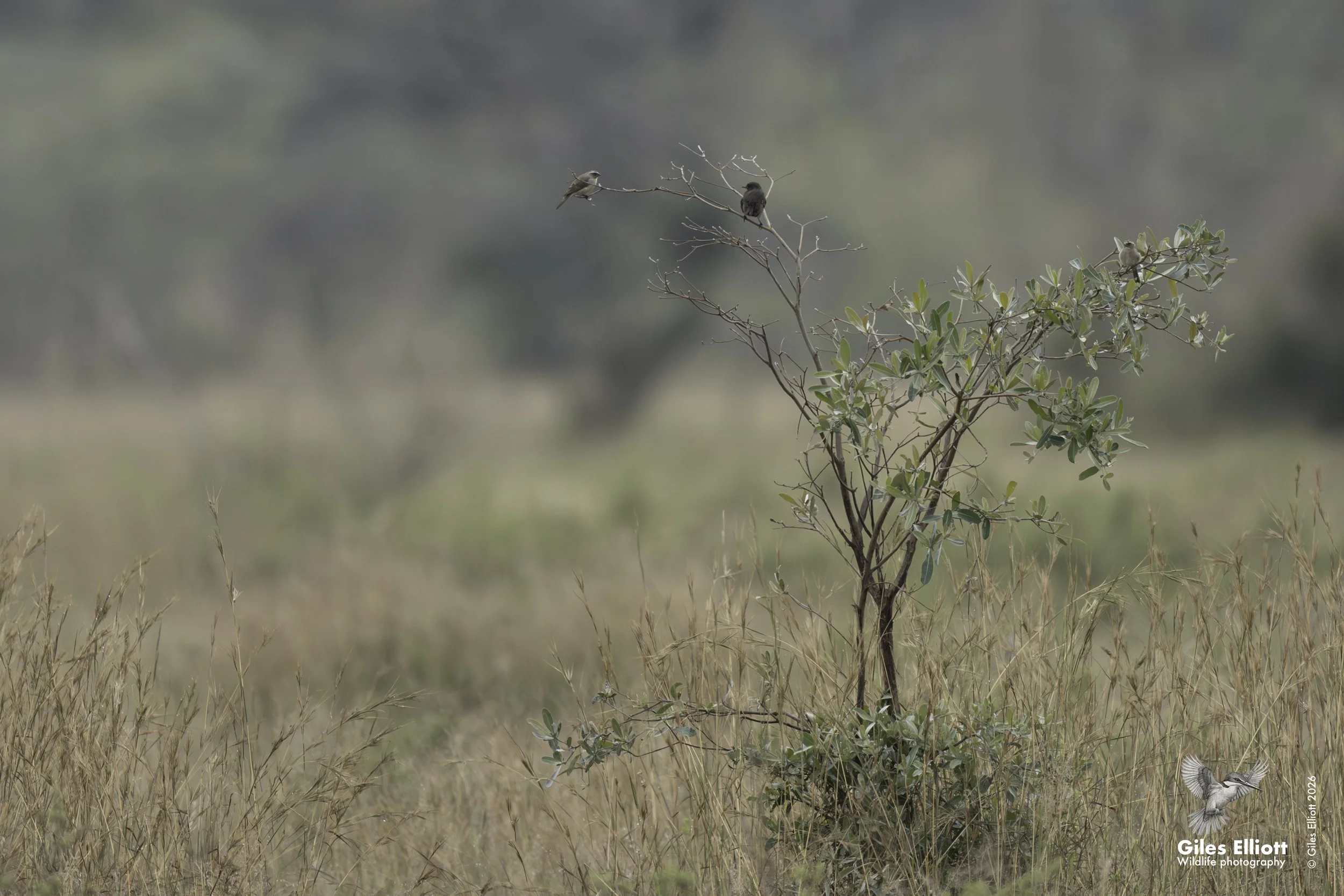 Black tit