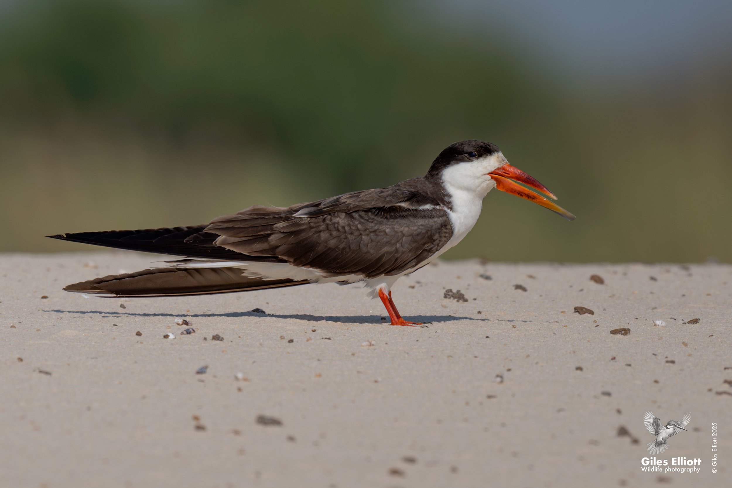 African skimmer