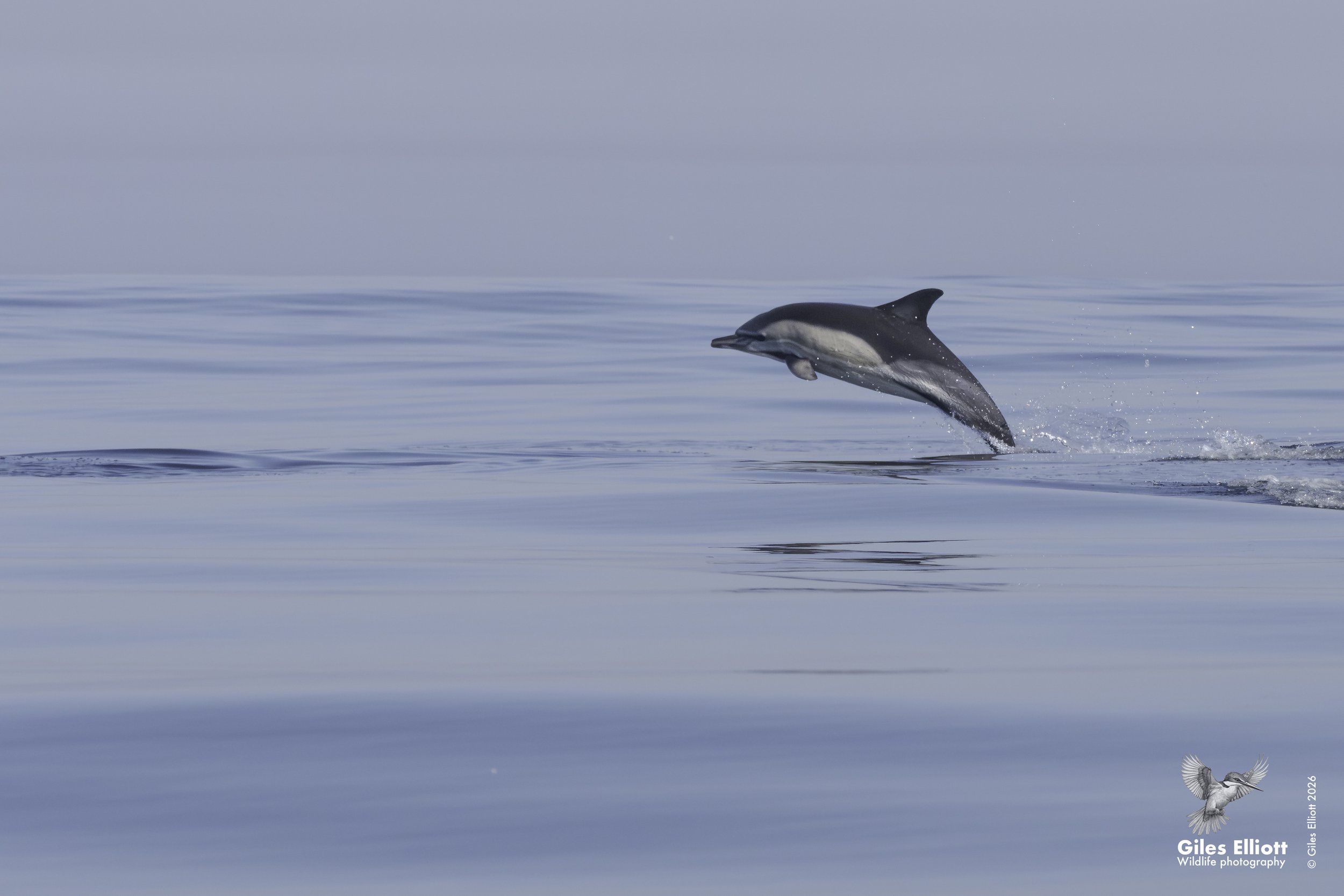 Common dolphin