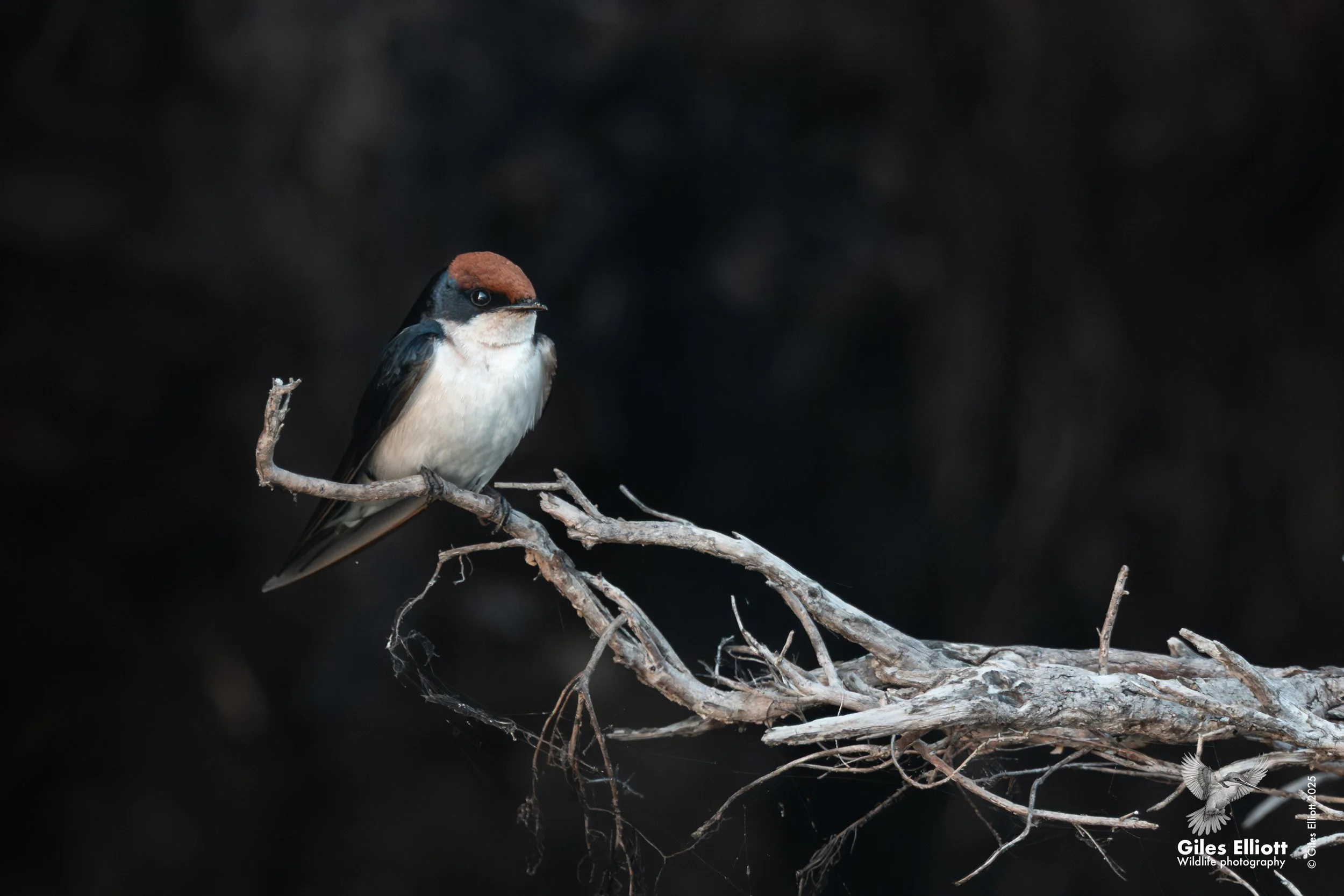 A wire tailed swallow with a brown head, black and white body, perched on a thin, leafless branch against a dark background.