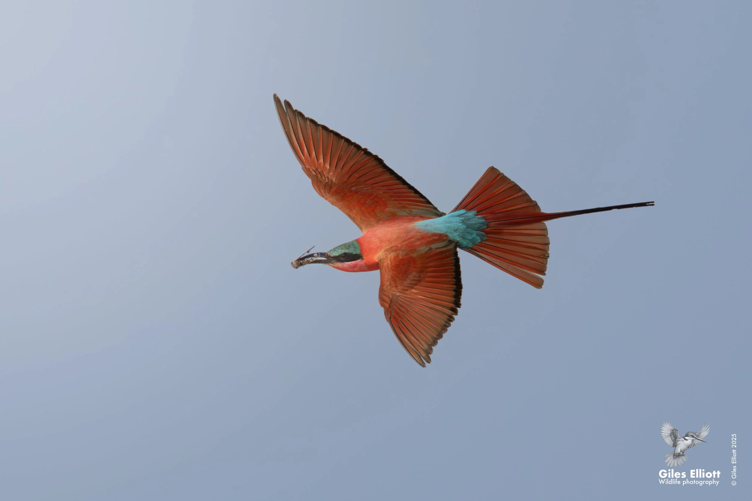Southern Carmine Bee-eater