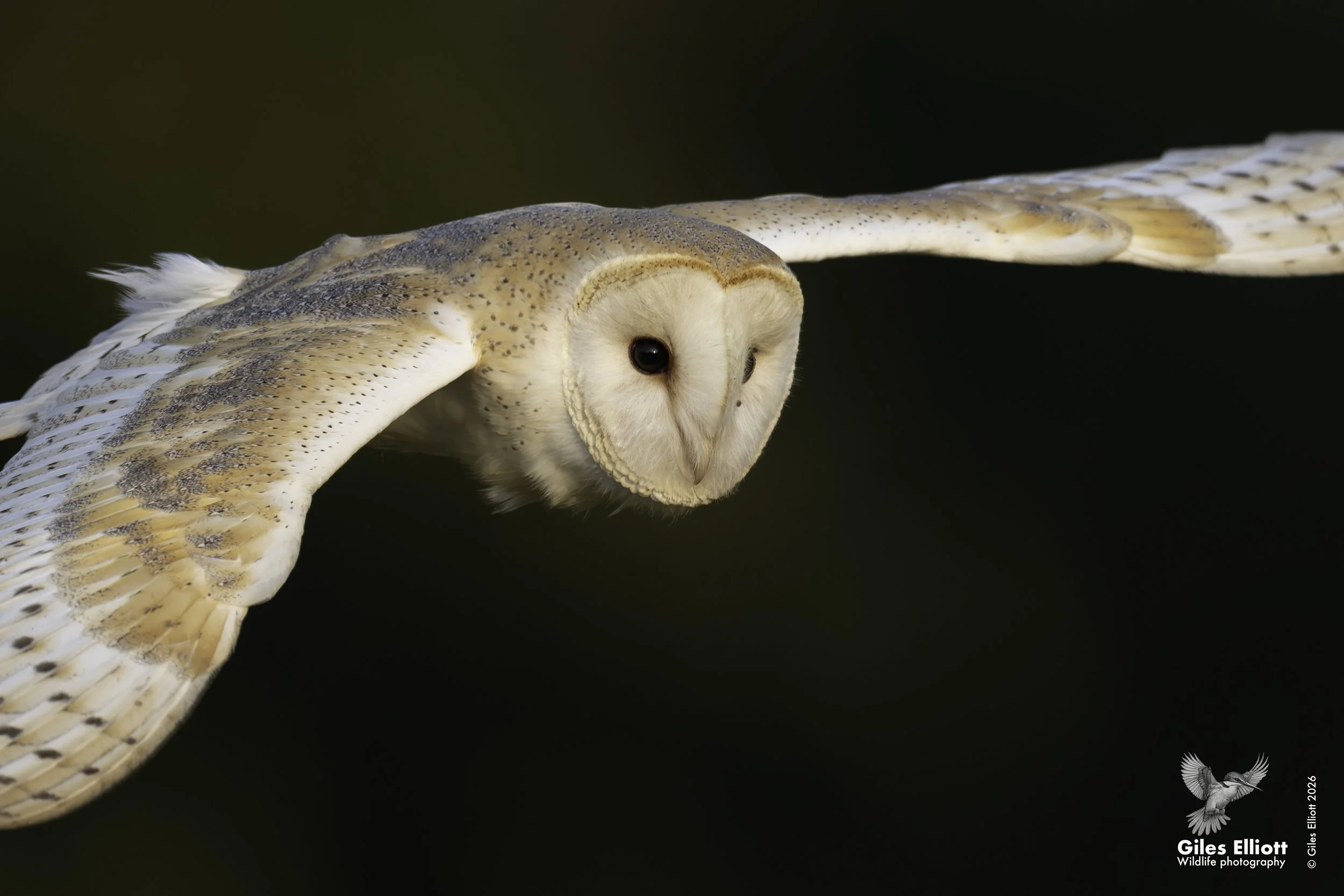 owl 12.jpg